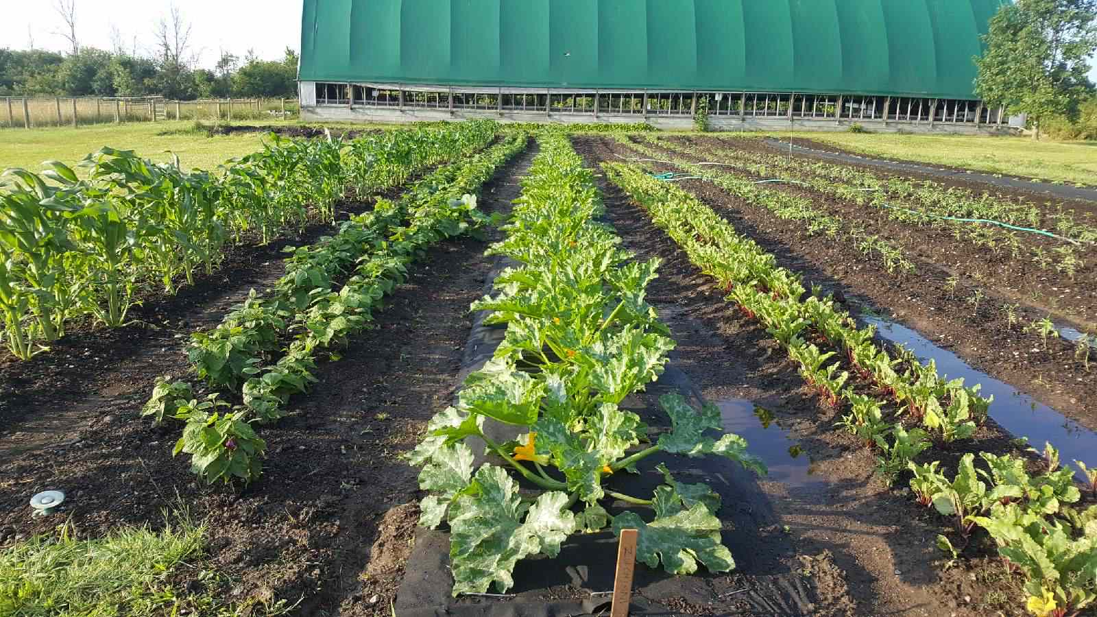 ICAN-T.E.R. Farm