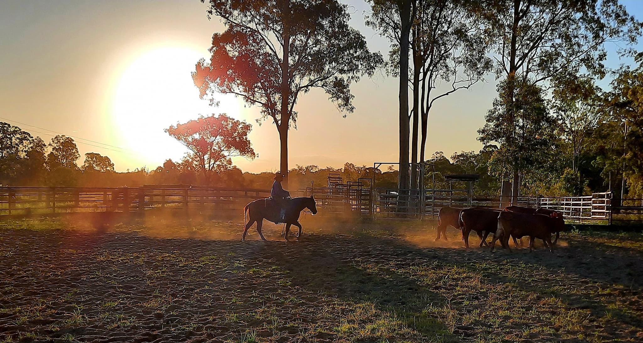 Valley Views Performance Horses