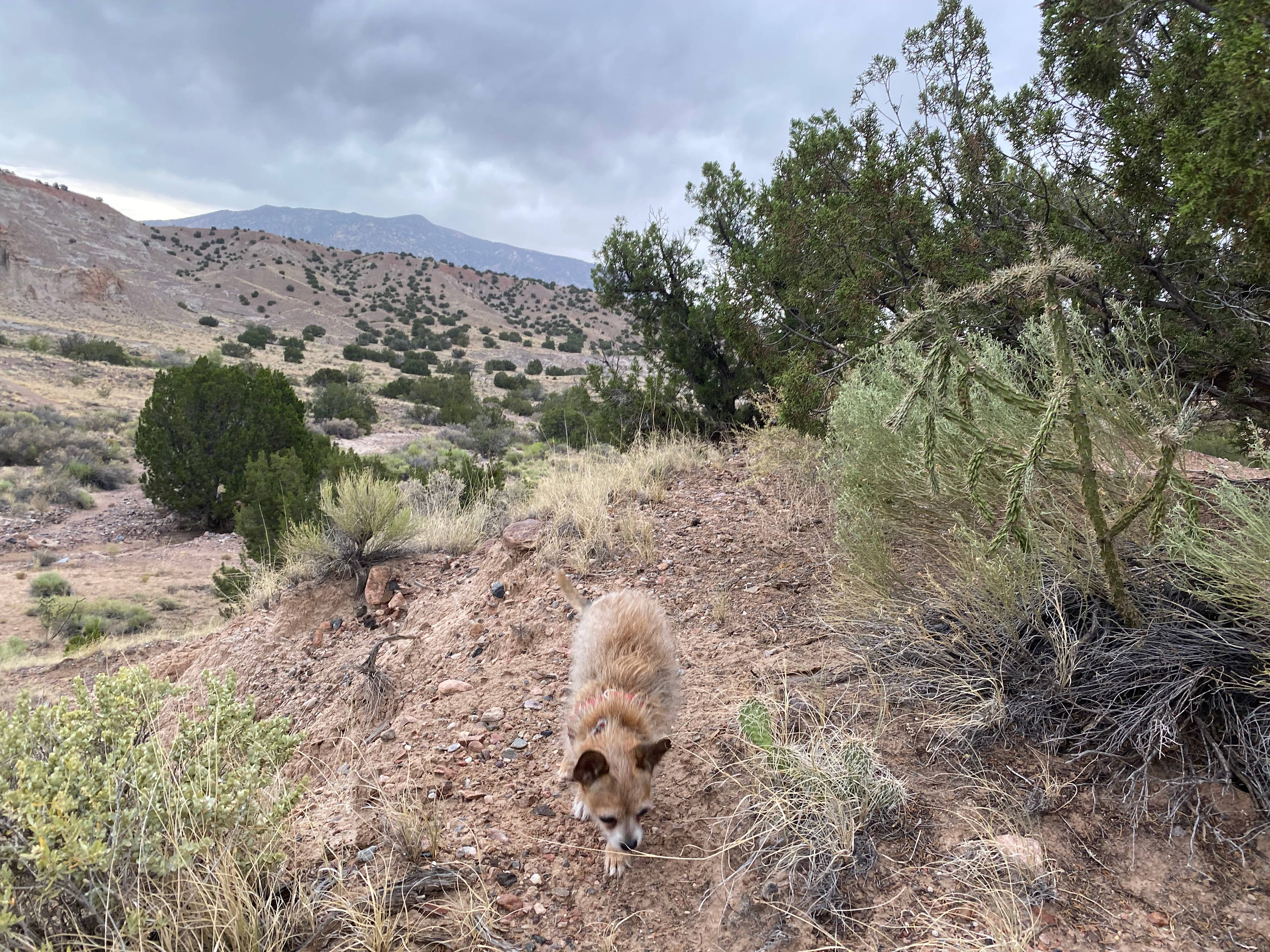 High Desert Oasis by Ojo HotSprings