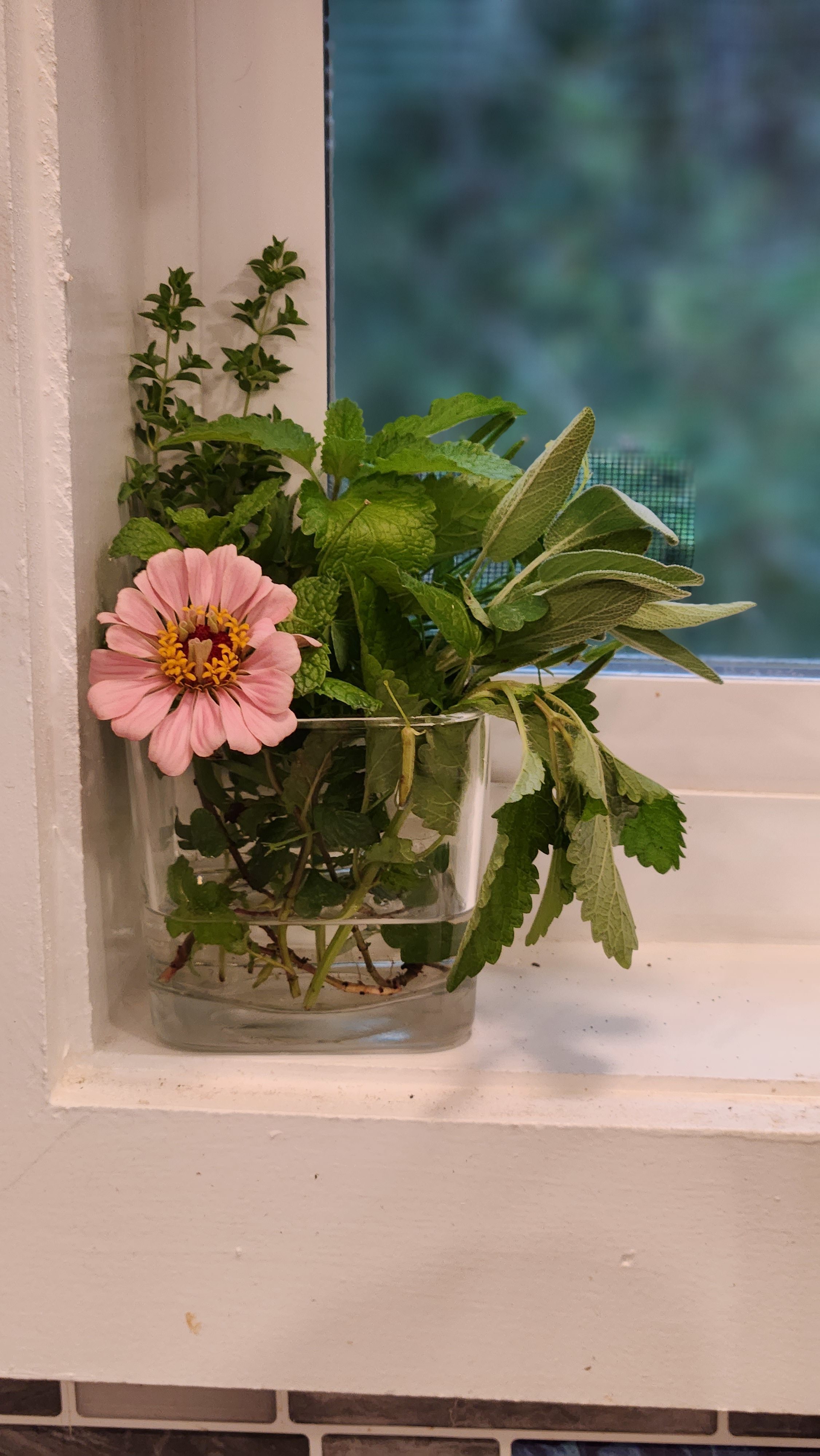 Fresh herbs picked from the farm.