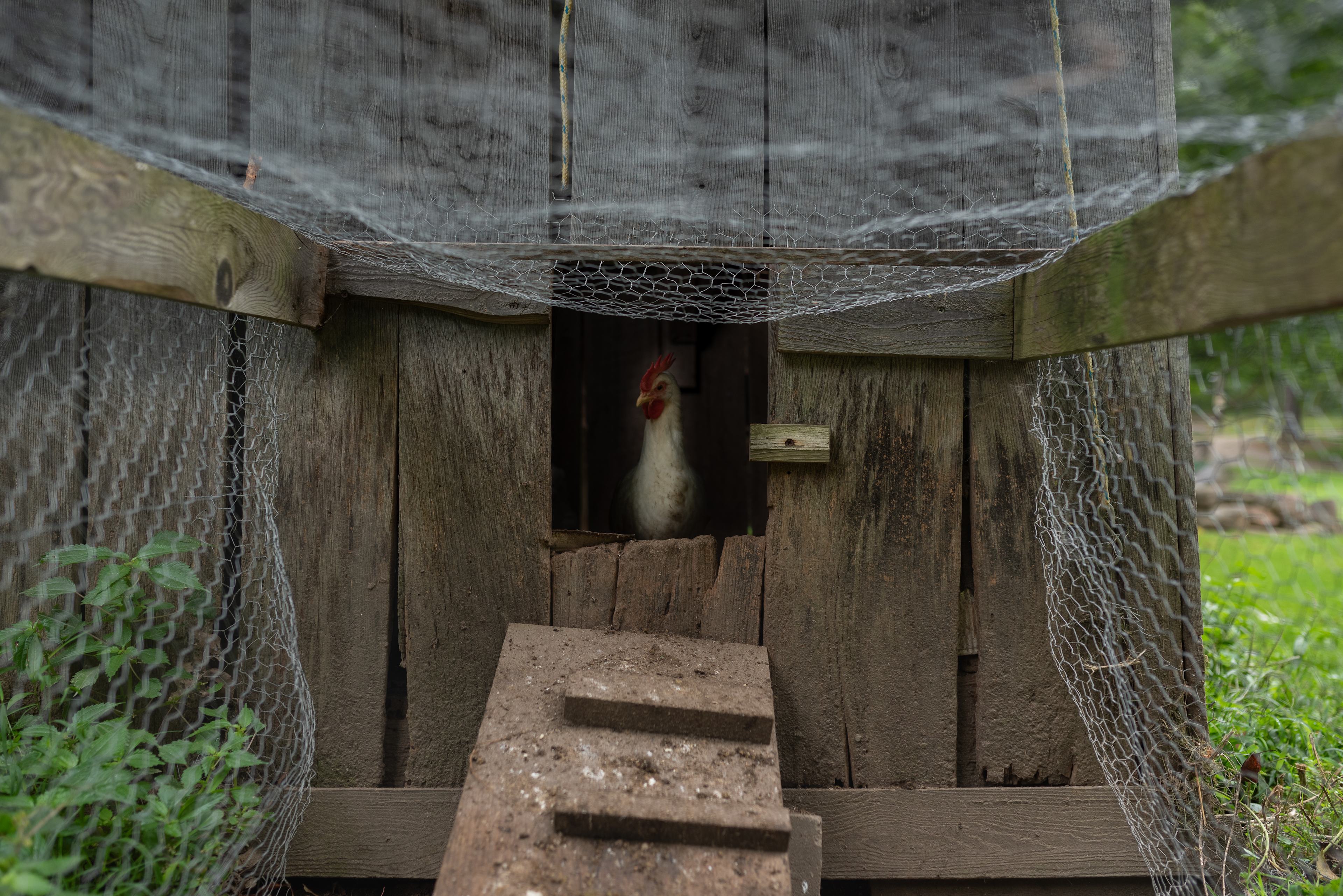 Chickens. They loved the grapes Bill gave us to feed them