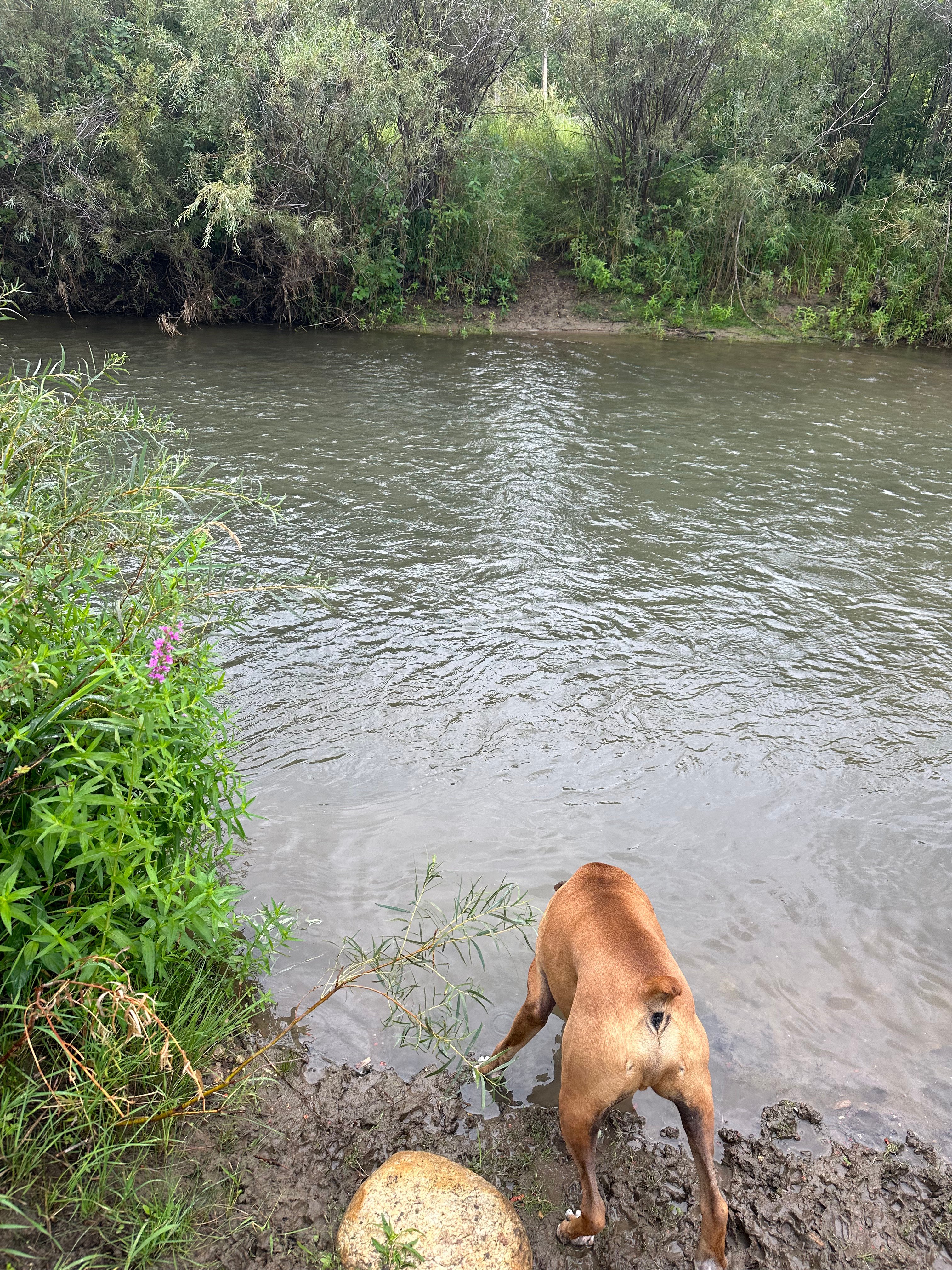Little Goose Tree Fort