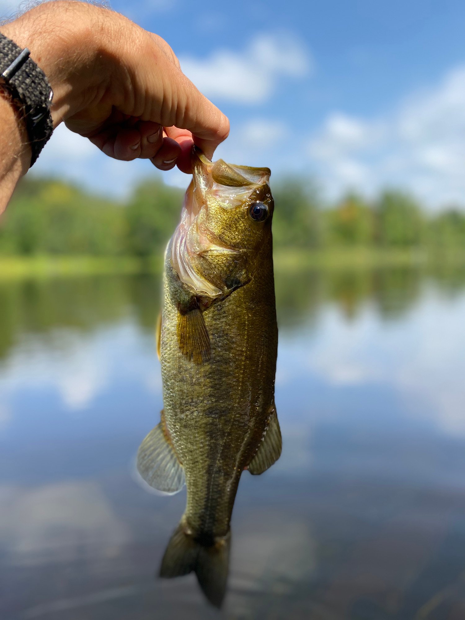 Chippewa River Forest