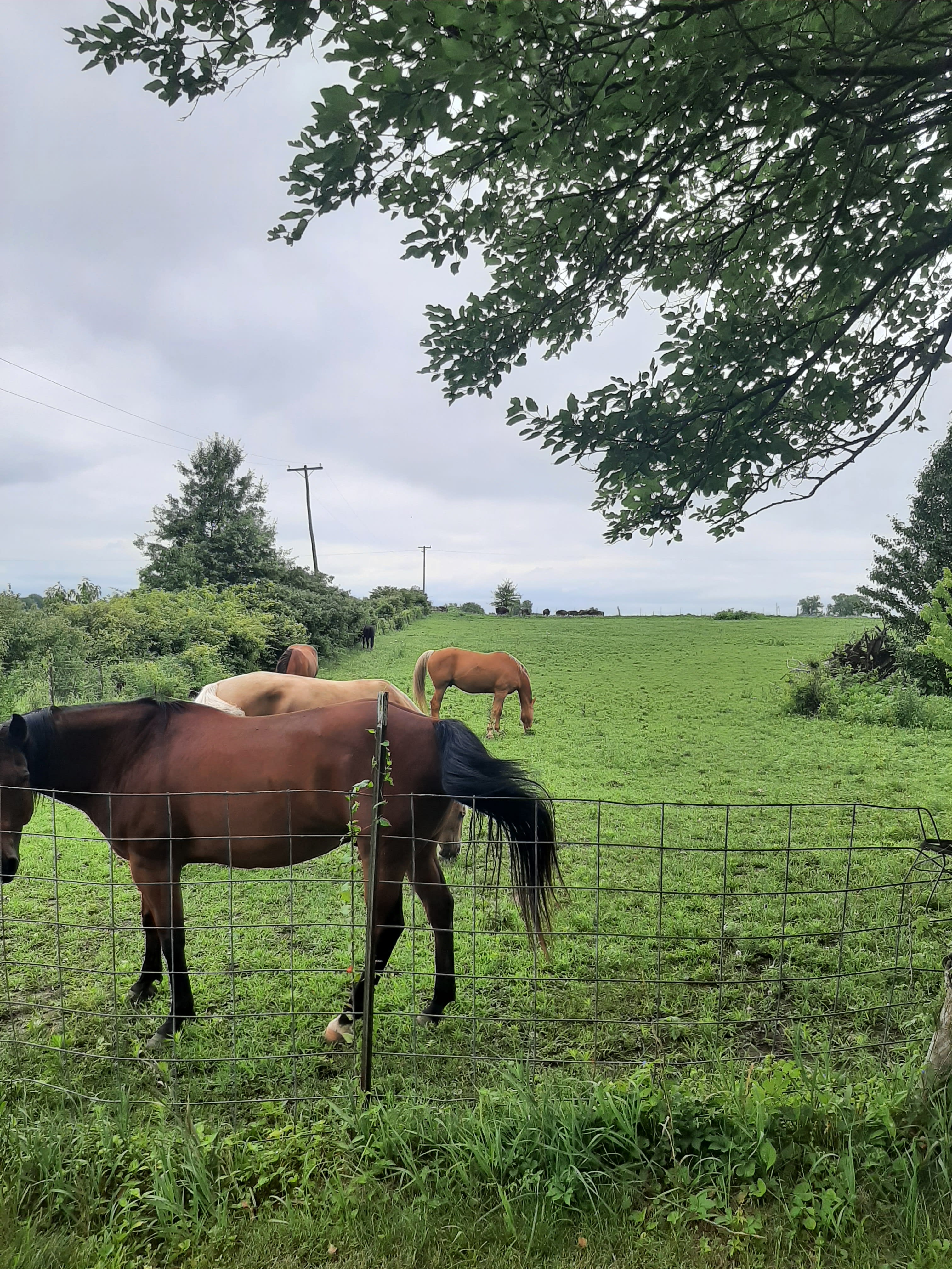 The Old Orchard