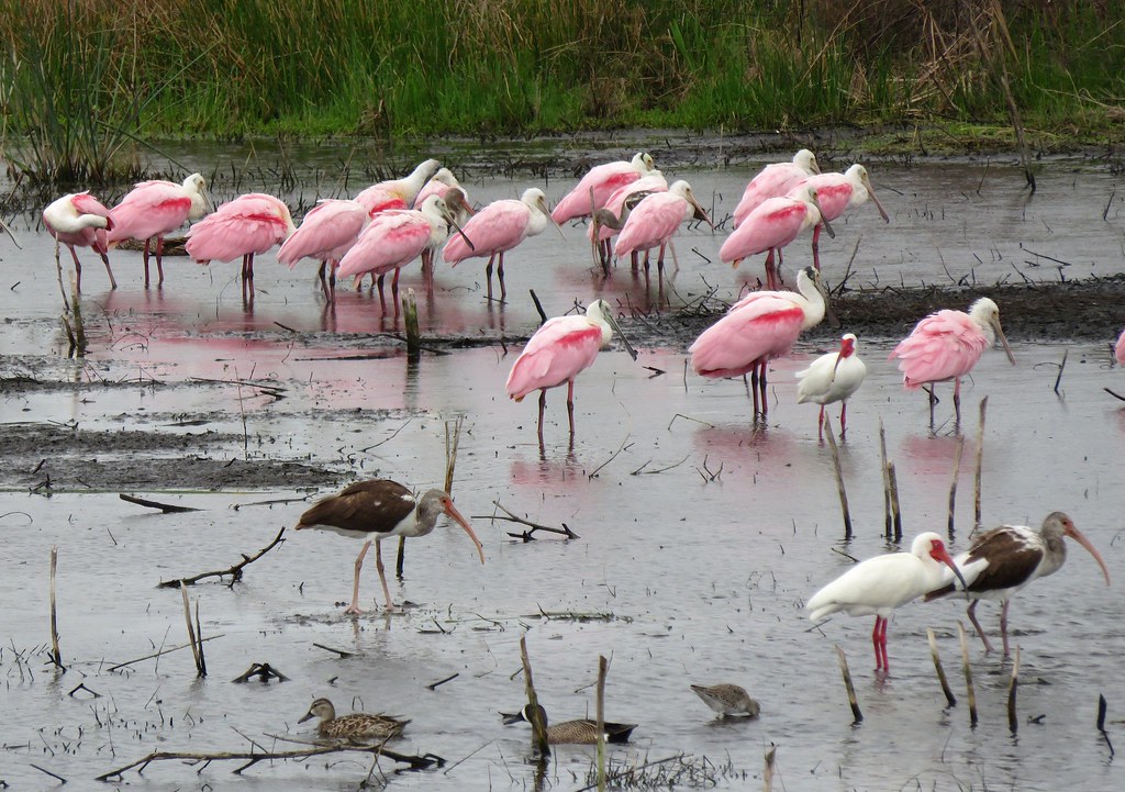 Cockroach Bay Preserve State Park