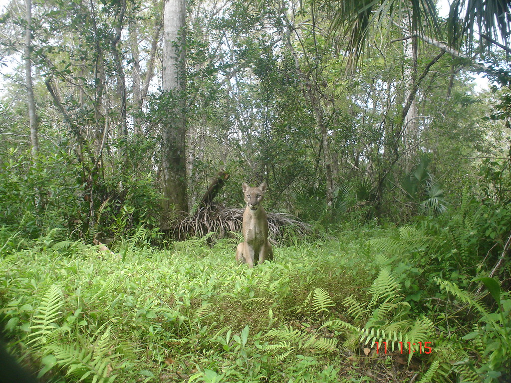 Fakahatchee Strand Preserve State Park