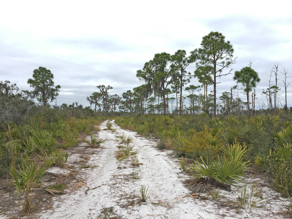 Lake June-in-Winter Scrub Preserve State Park