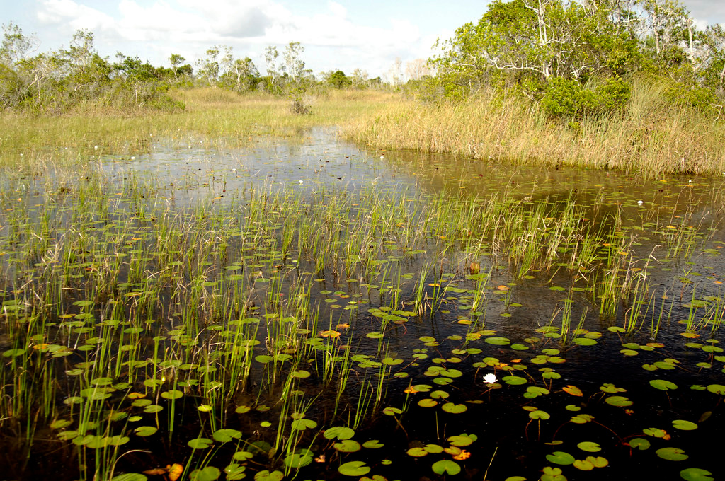 Yellow River Marsh Preserve State Park