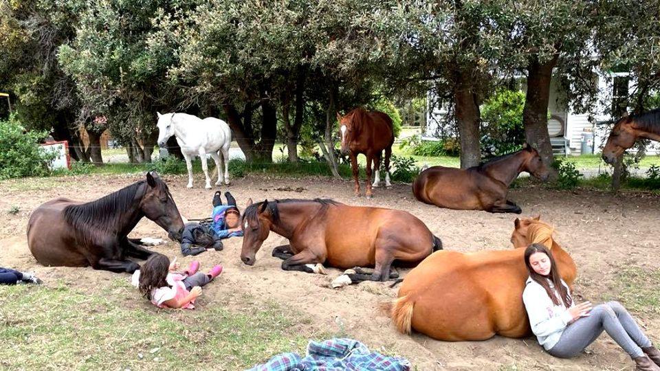 Therapy Horses