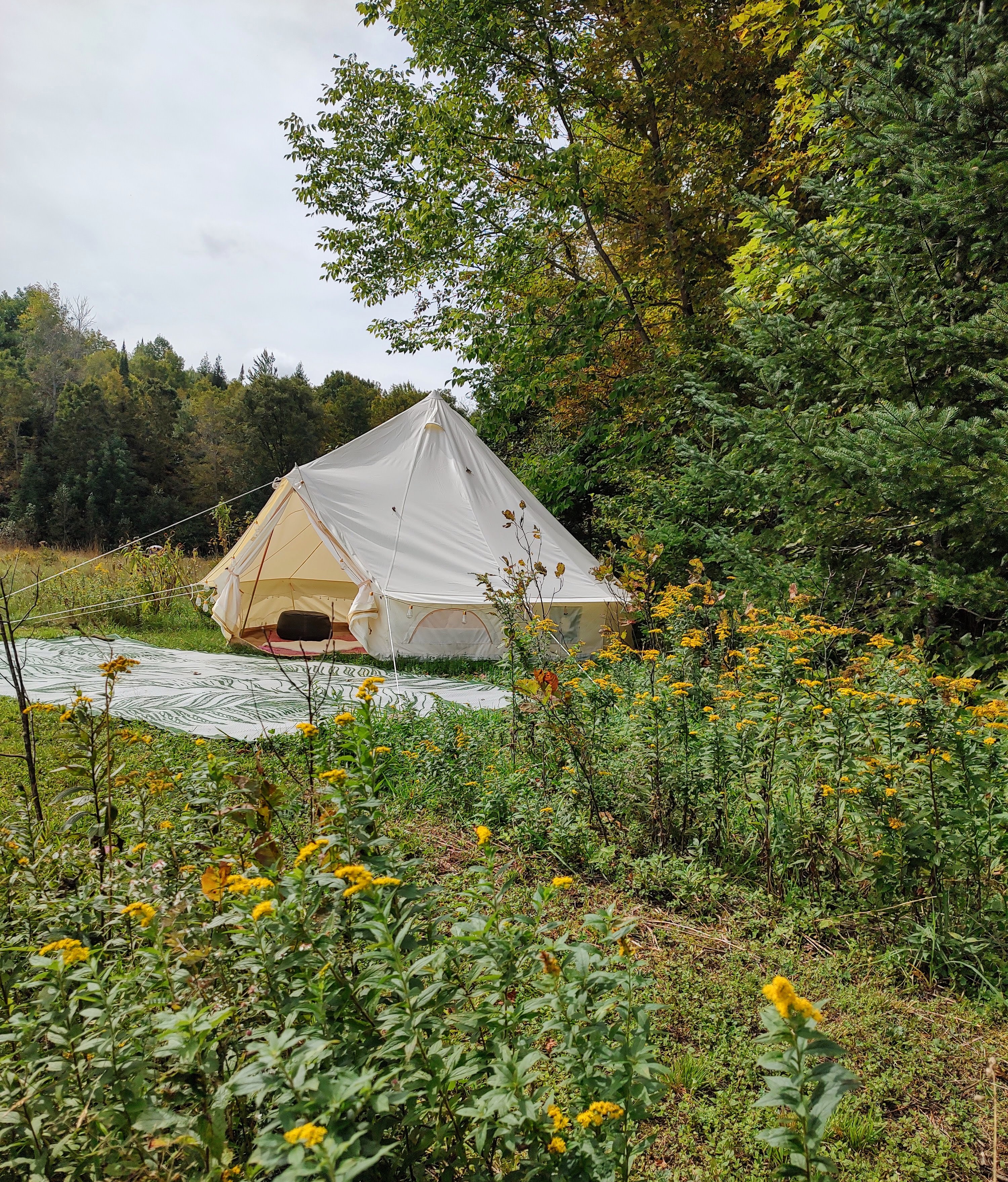 Golden Birch Sanctuary