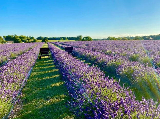 Finchingfield Lavender & Camping