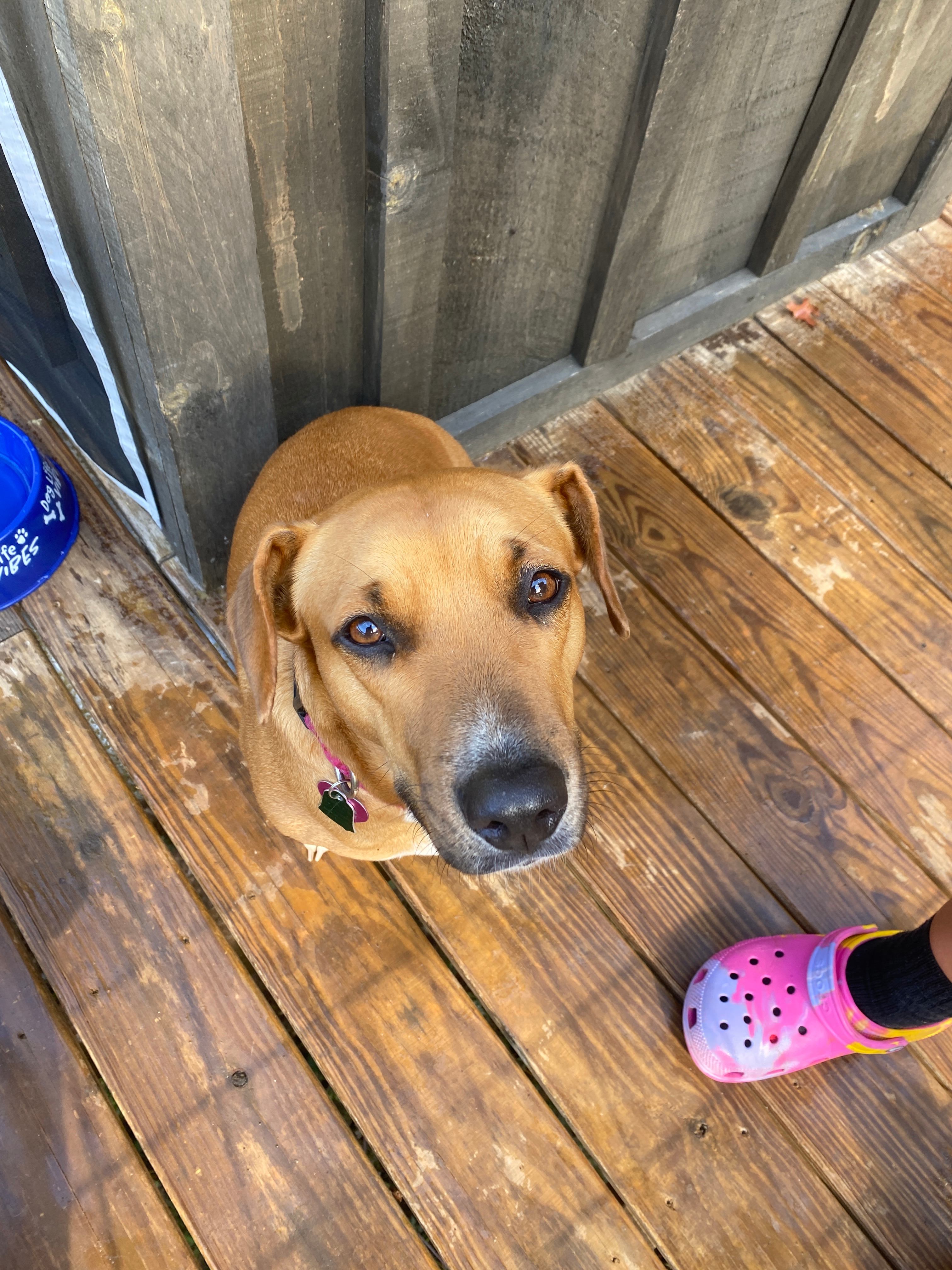 The Rowdy Bear Off-Grid Glamping