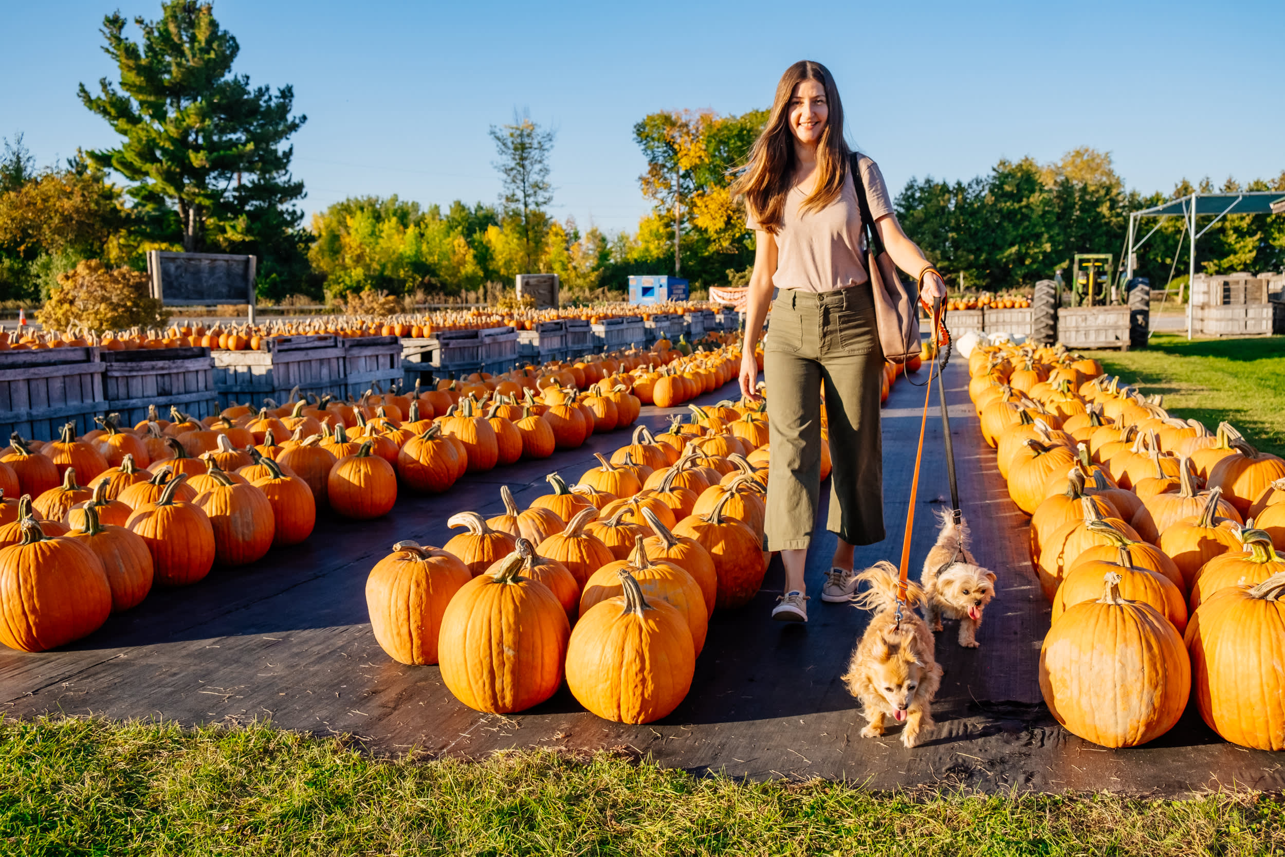 Looking for pumpkins?