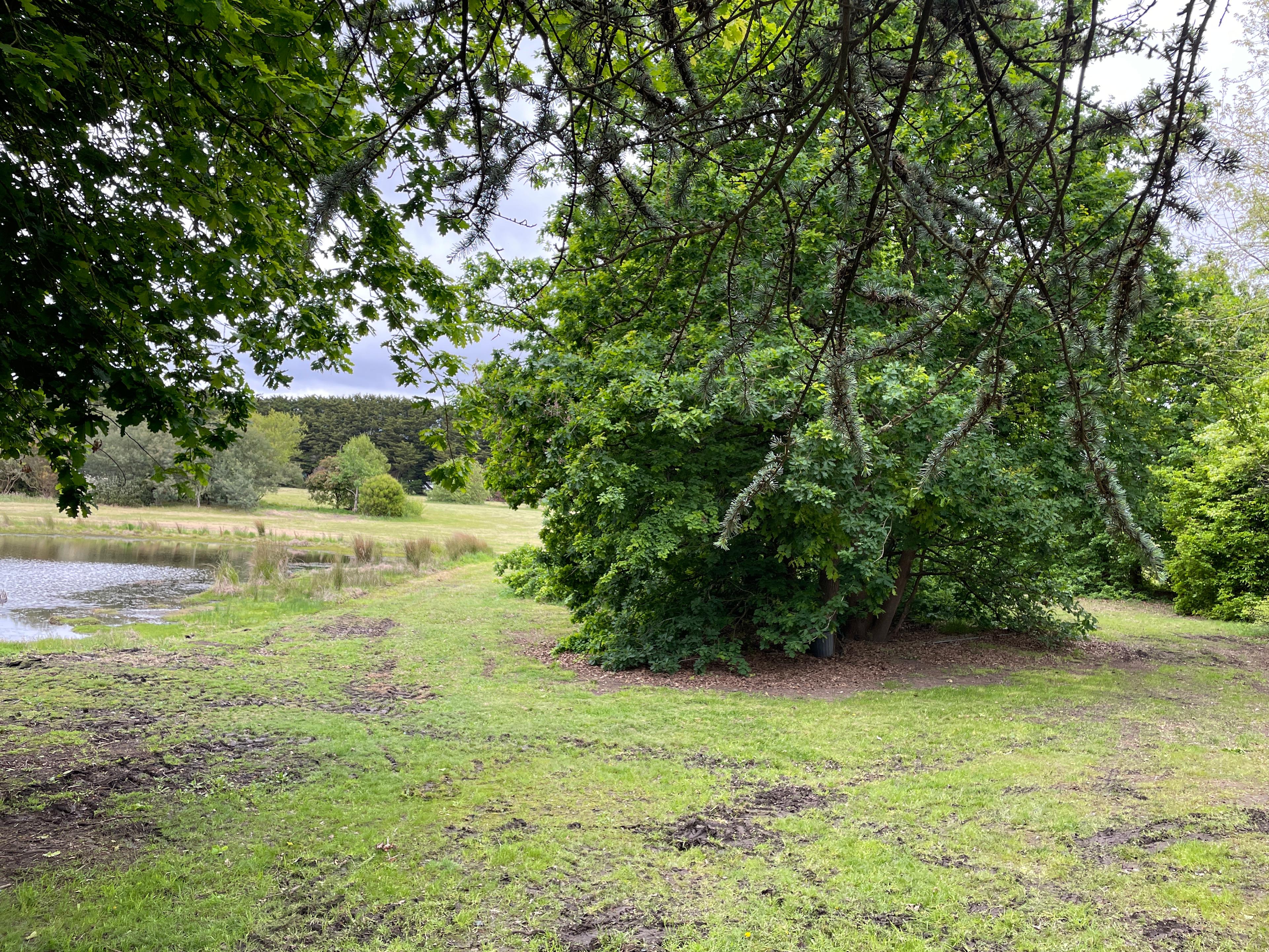 Bush horizon