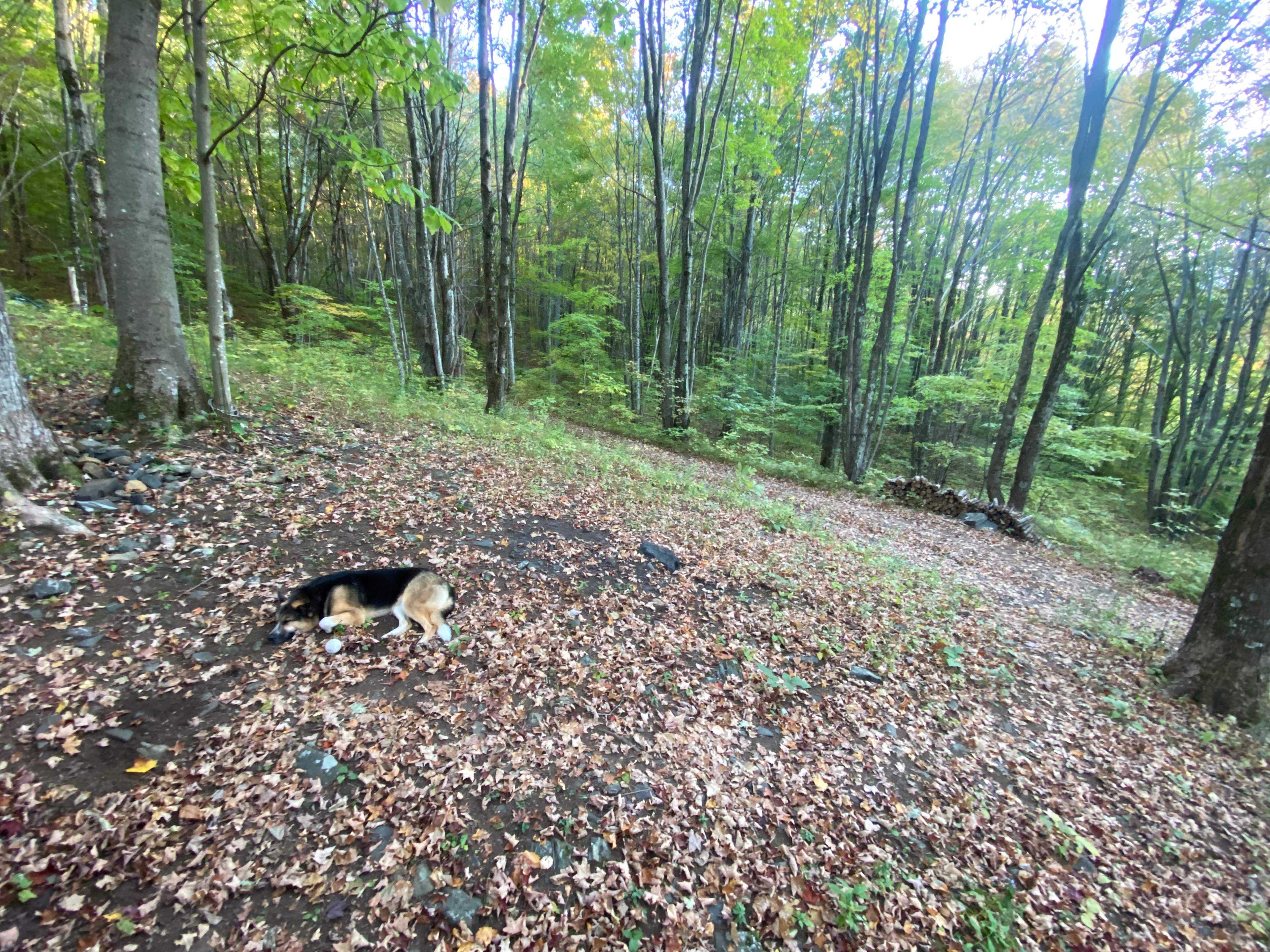 Pup enjoying the site