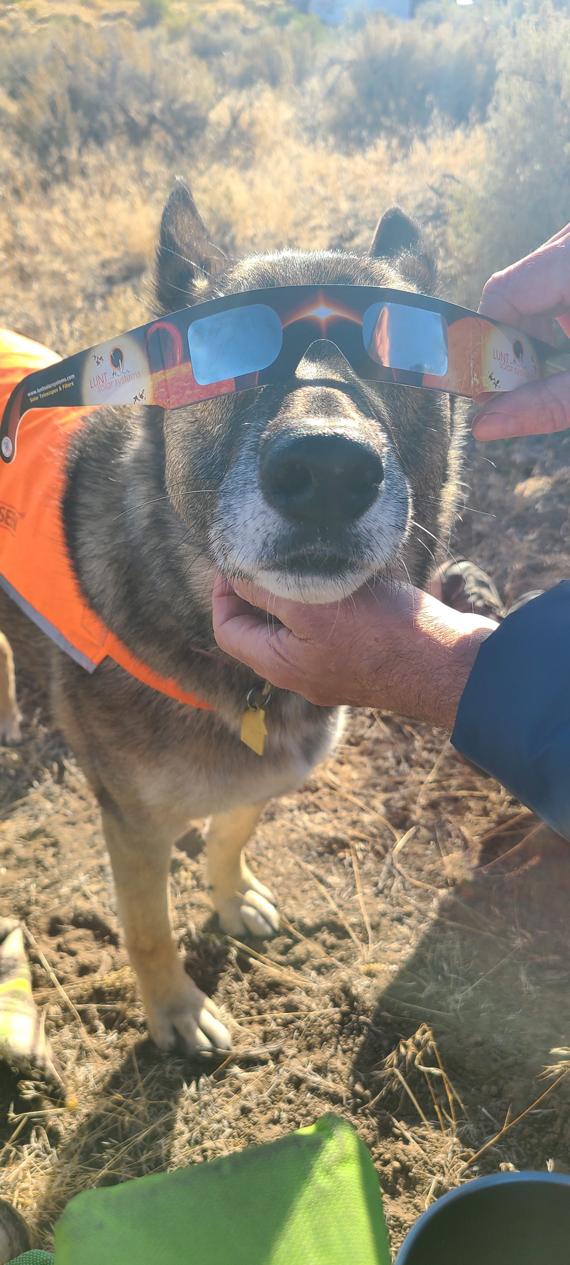 Watching the eclipse 