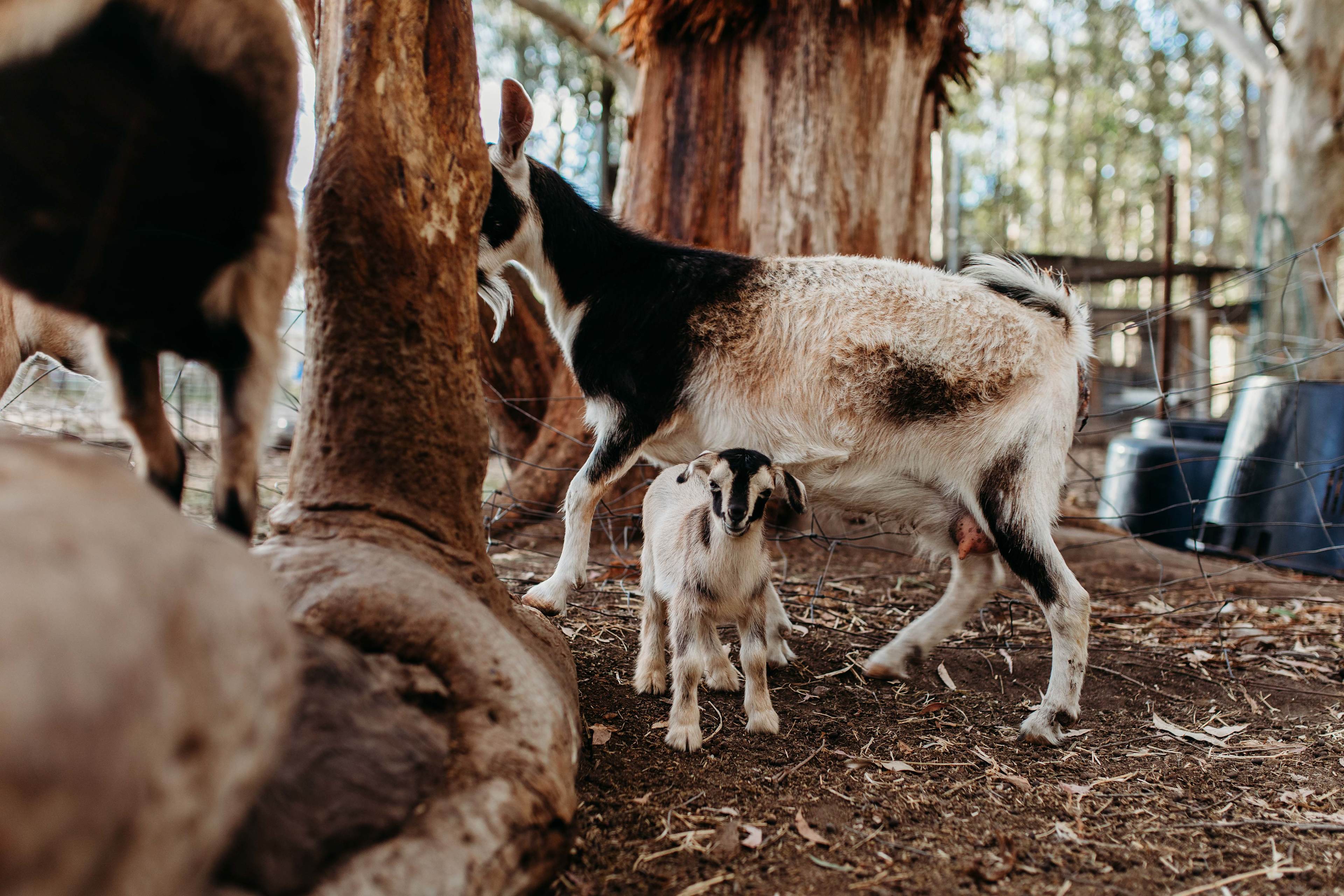 The Wandy Donkey Camp