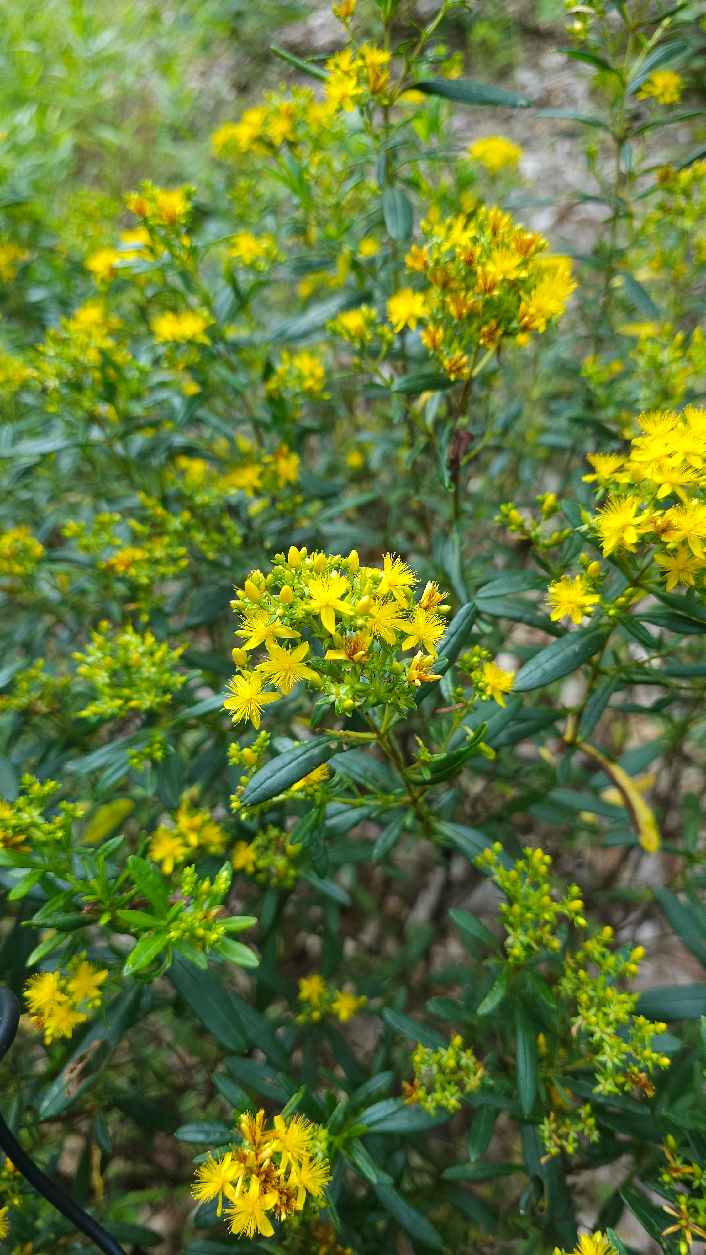 Flowers I saw walking up to the top of the cliff.