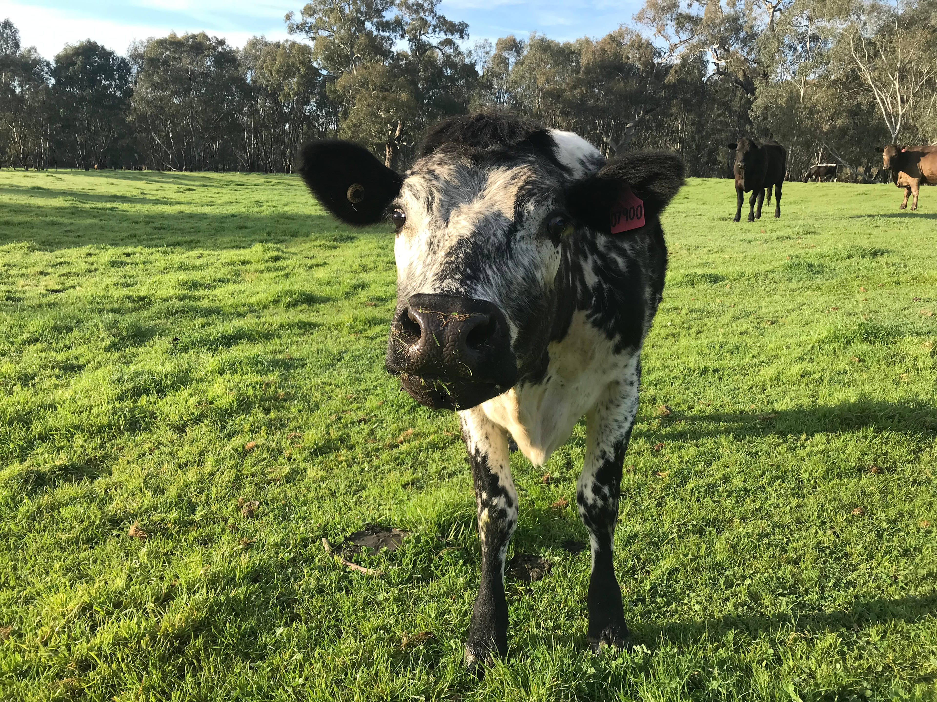 Billabong Flats Farm