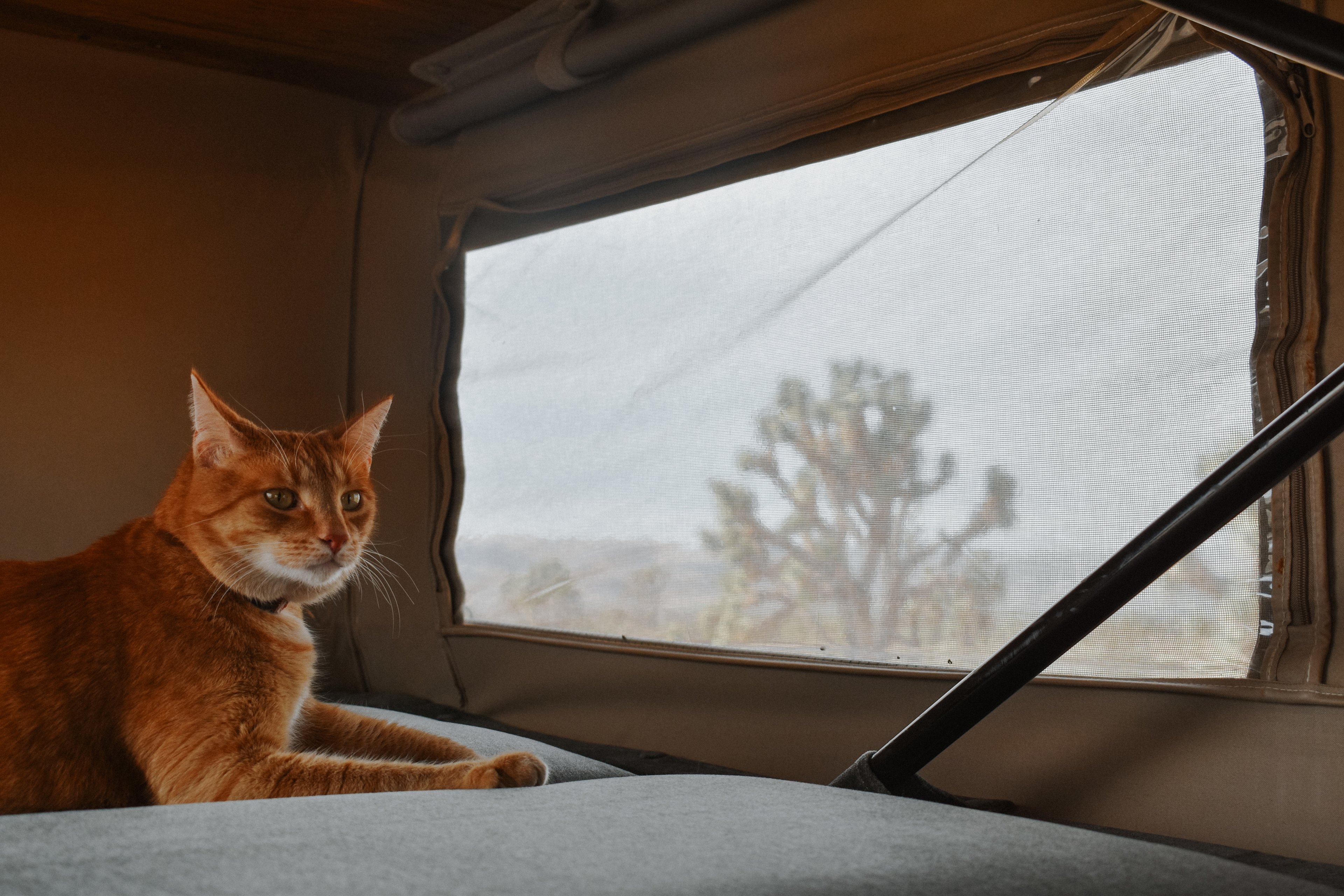 Tiger enjoying the views. We love pet friendly sites!