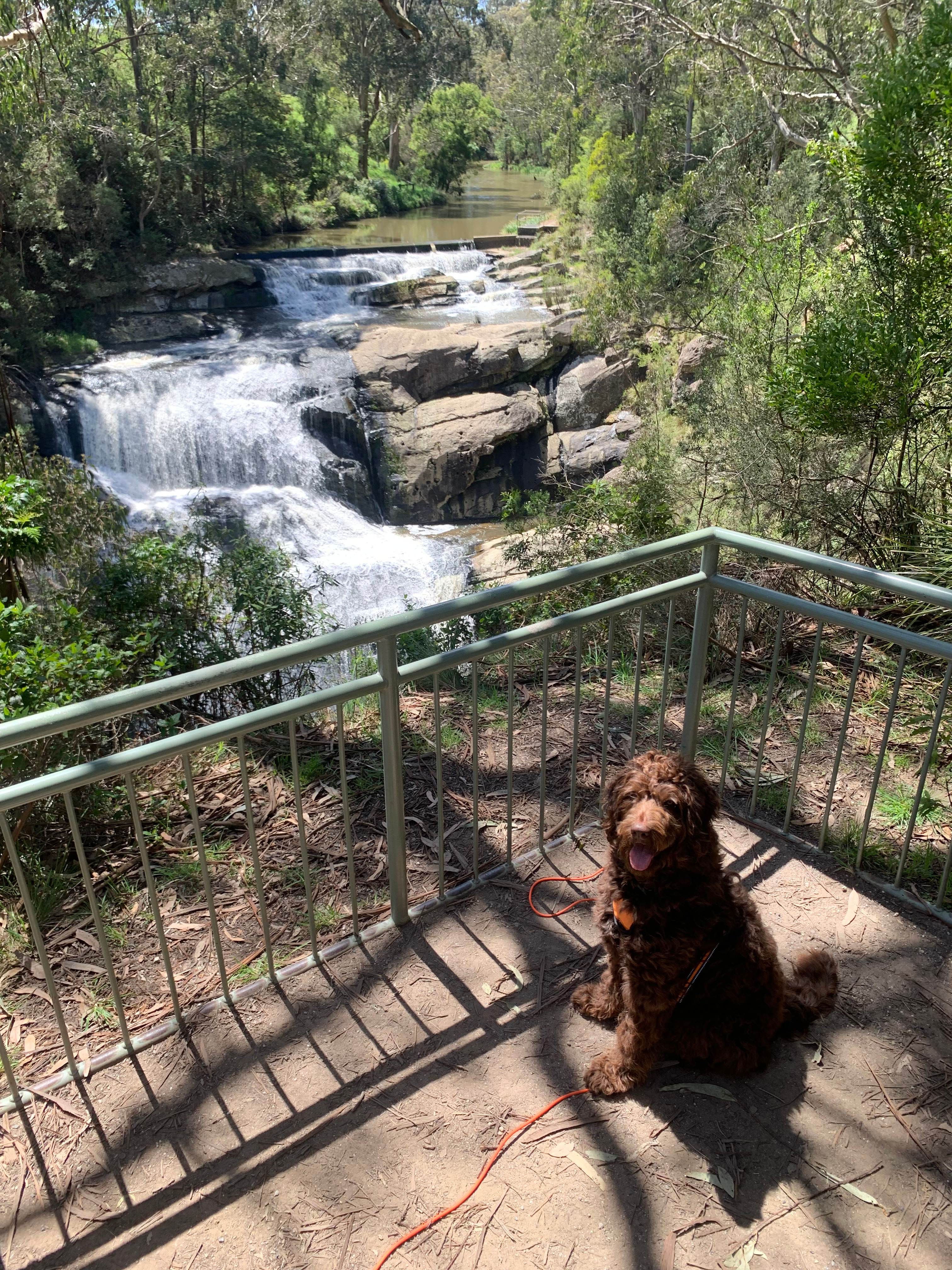 Hedley Gardens and Bush Camp