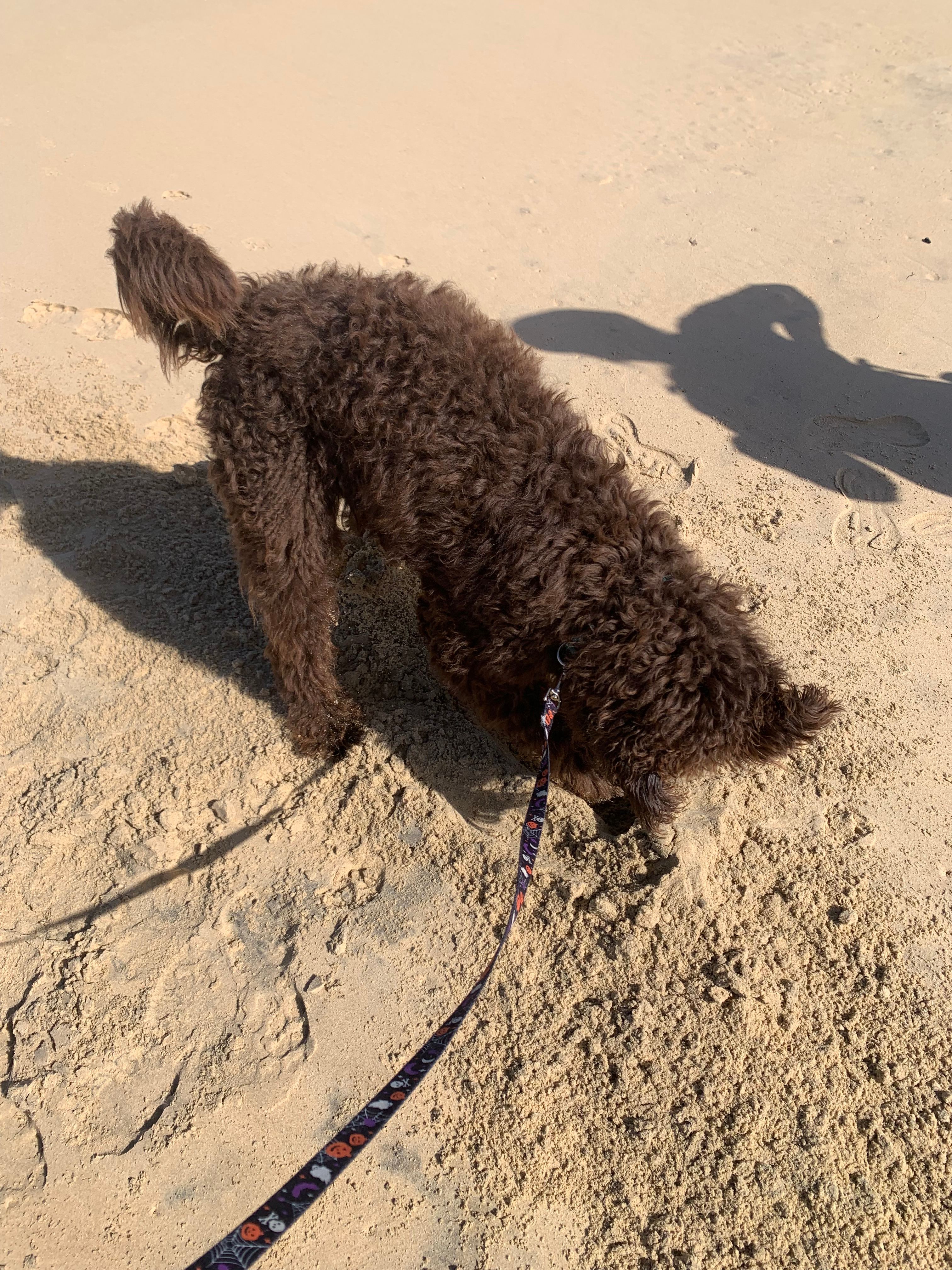 Hedley Gardens and Bush Camp