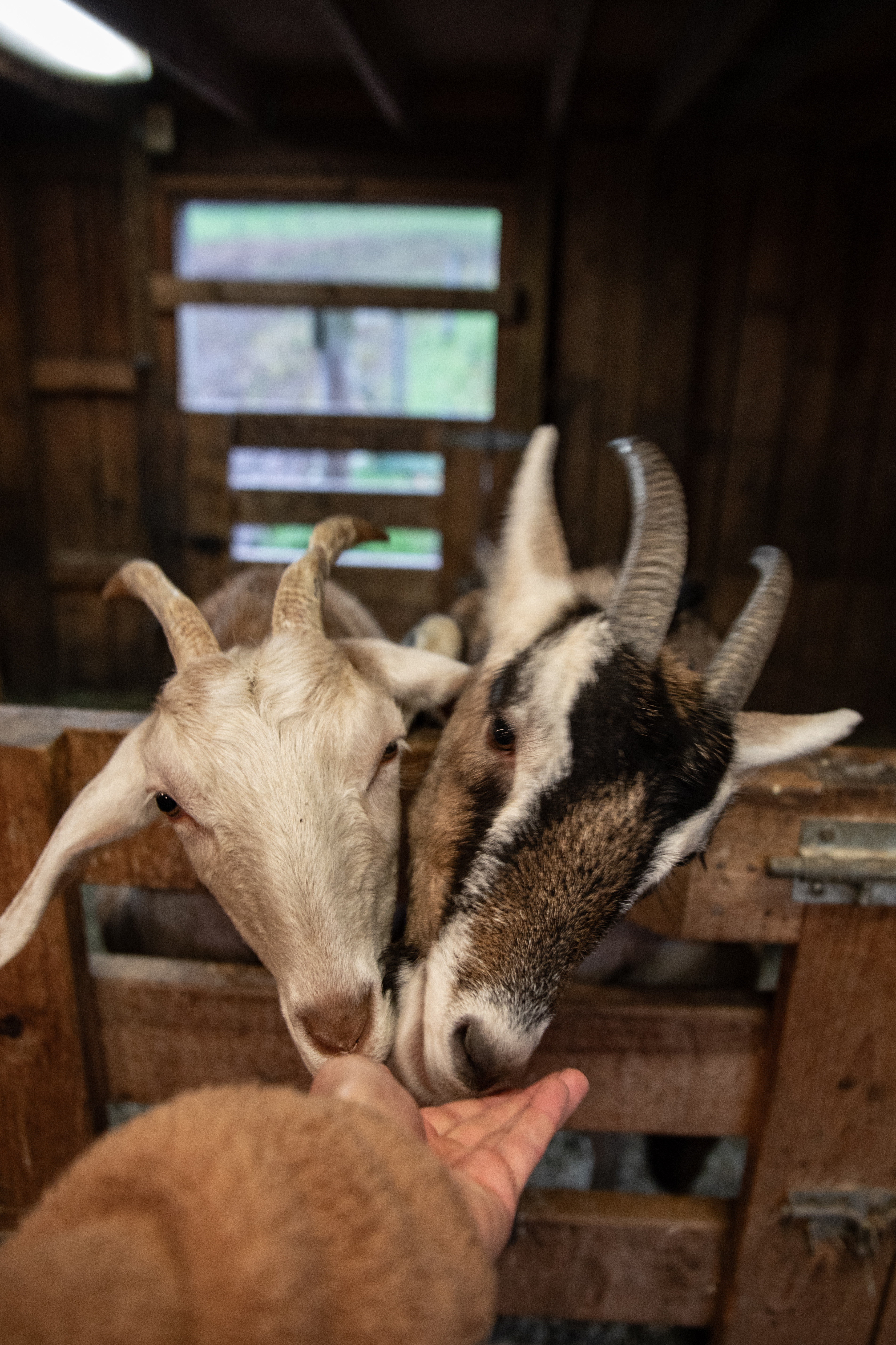 Friendly goats