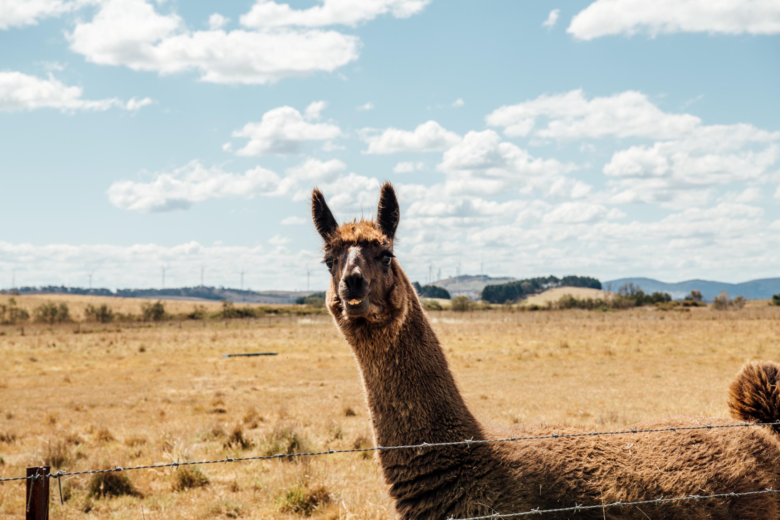 Squashie the llama! Comes right up to you for kisses.