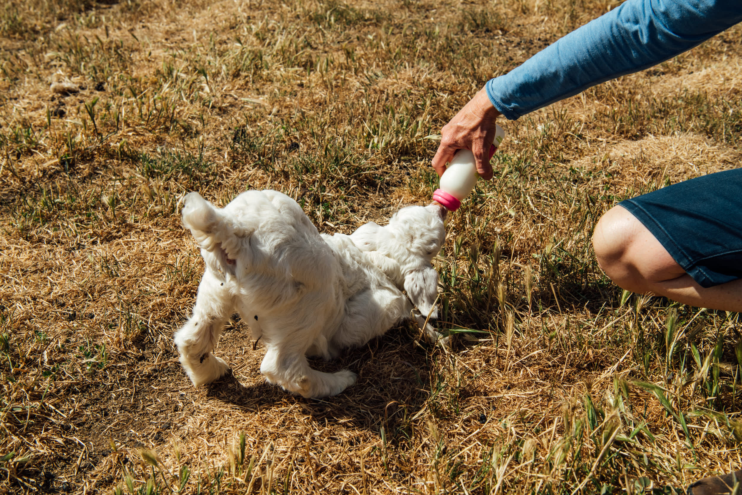 Feeding the baby goats with Jacqui was a highlight.