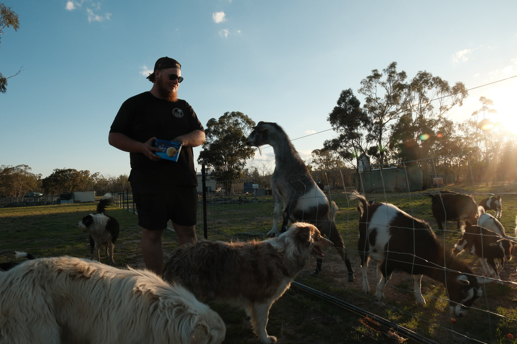 feeding the goats surrounded by their gorgeous dogs