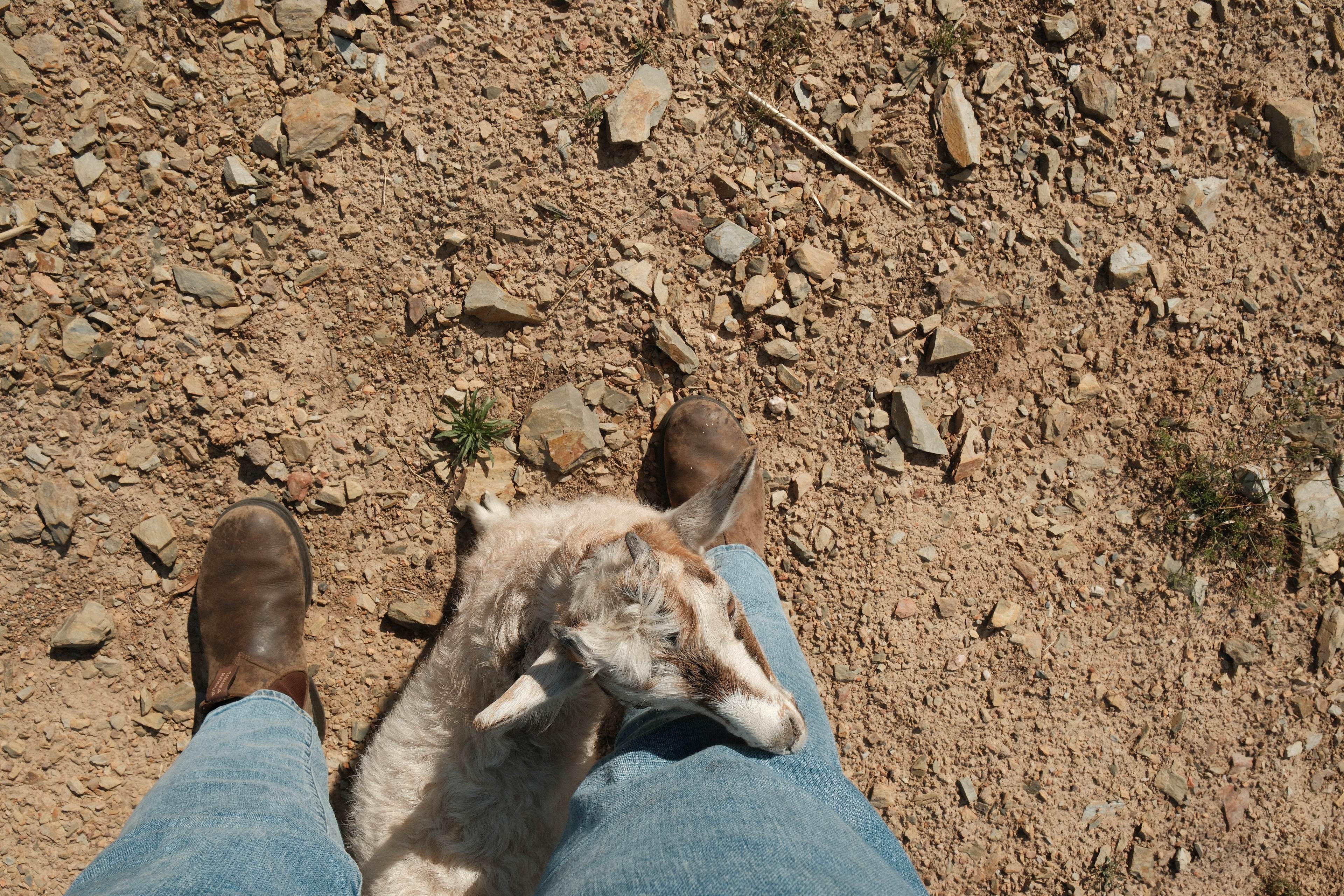 our greeting! we had been here less then 2 minutes. this is how I always want to be greeted from now on.