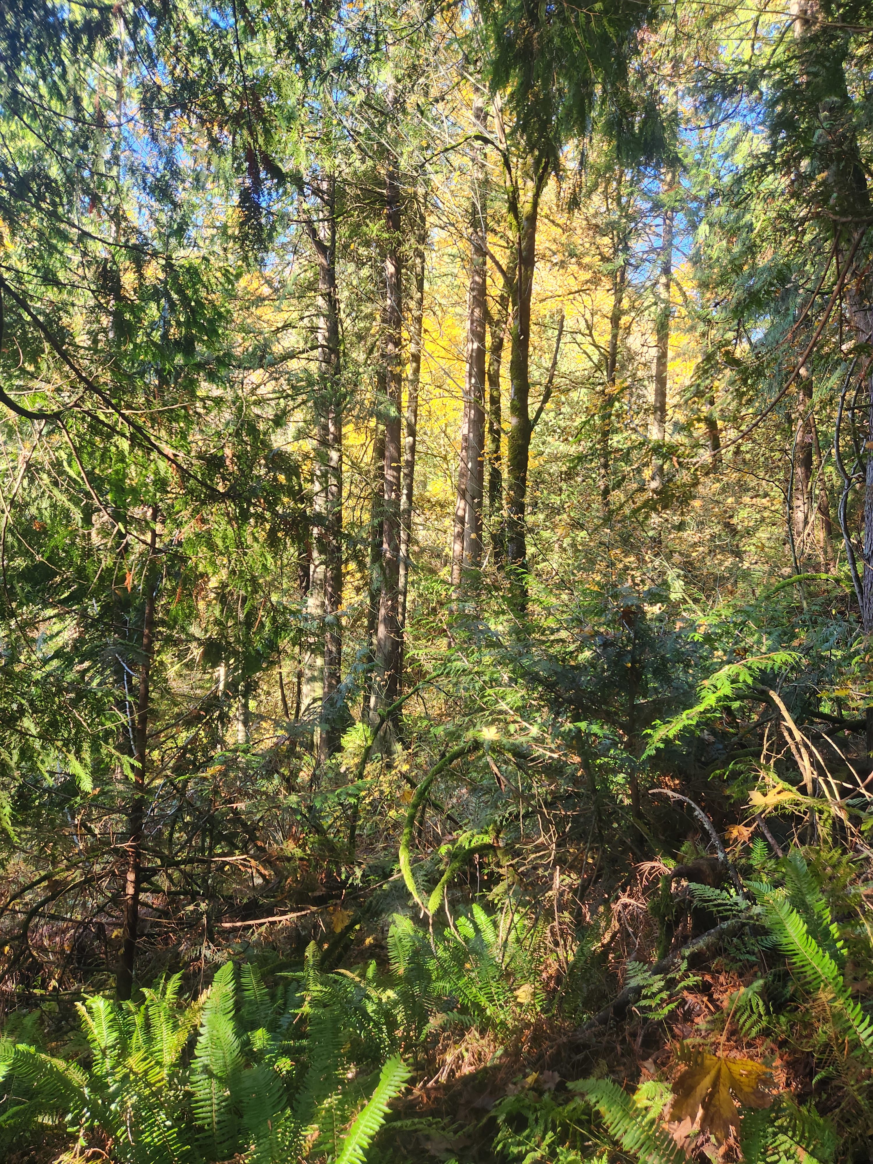 Fernbluff Camp
