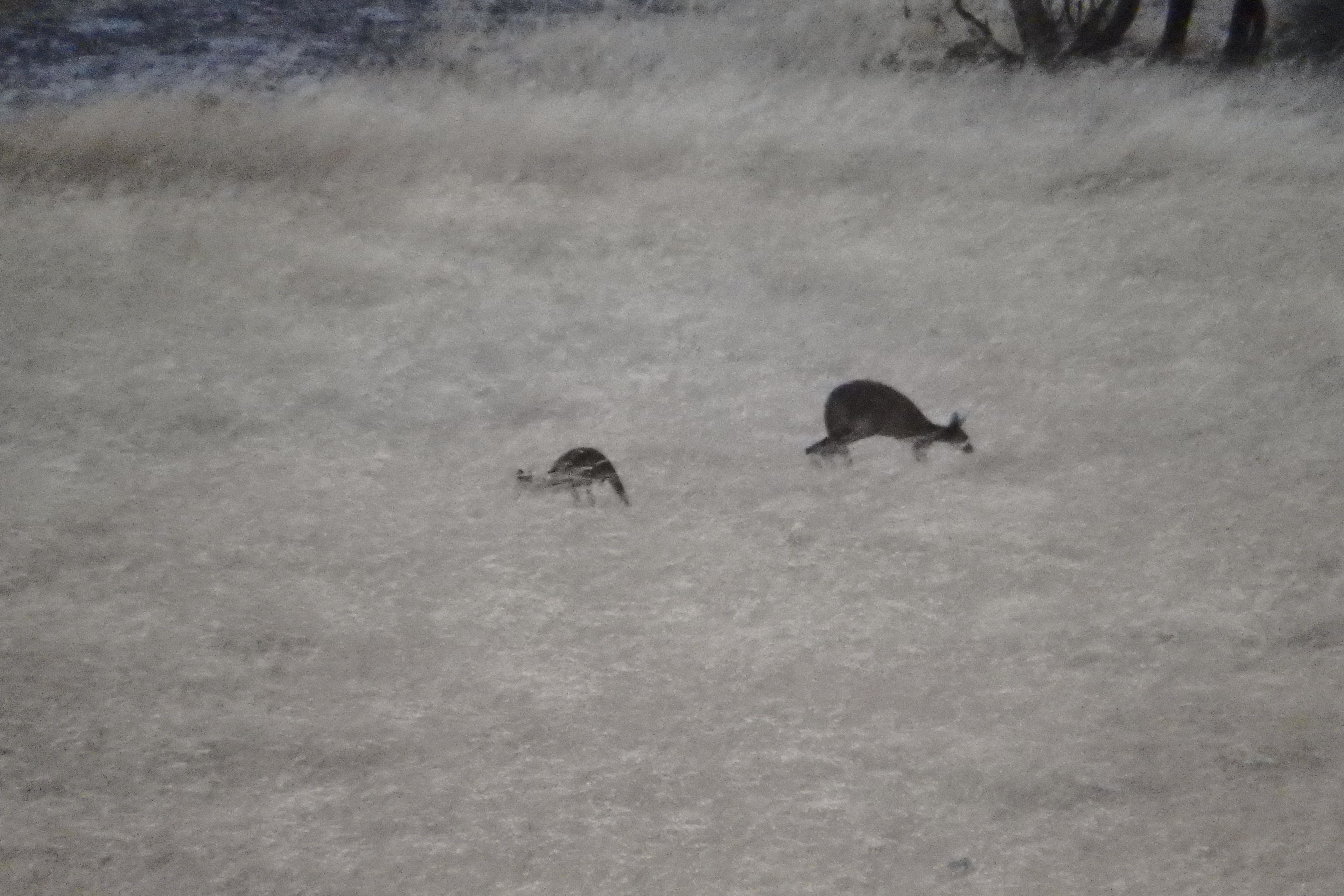 GAIA: Camping Tranquillity