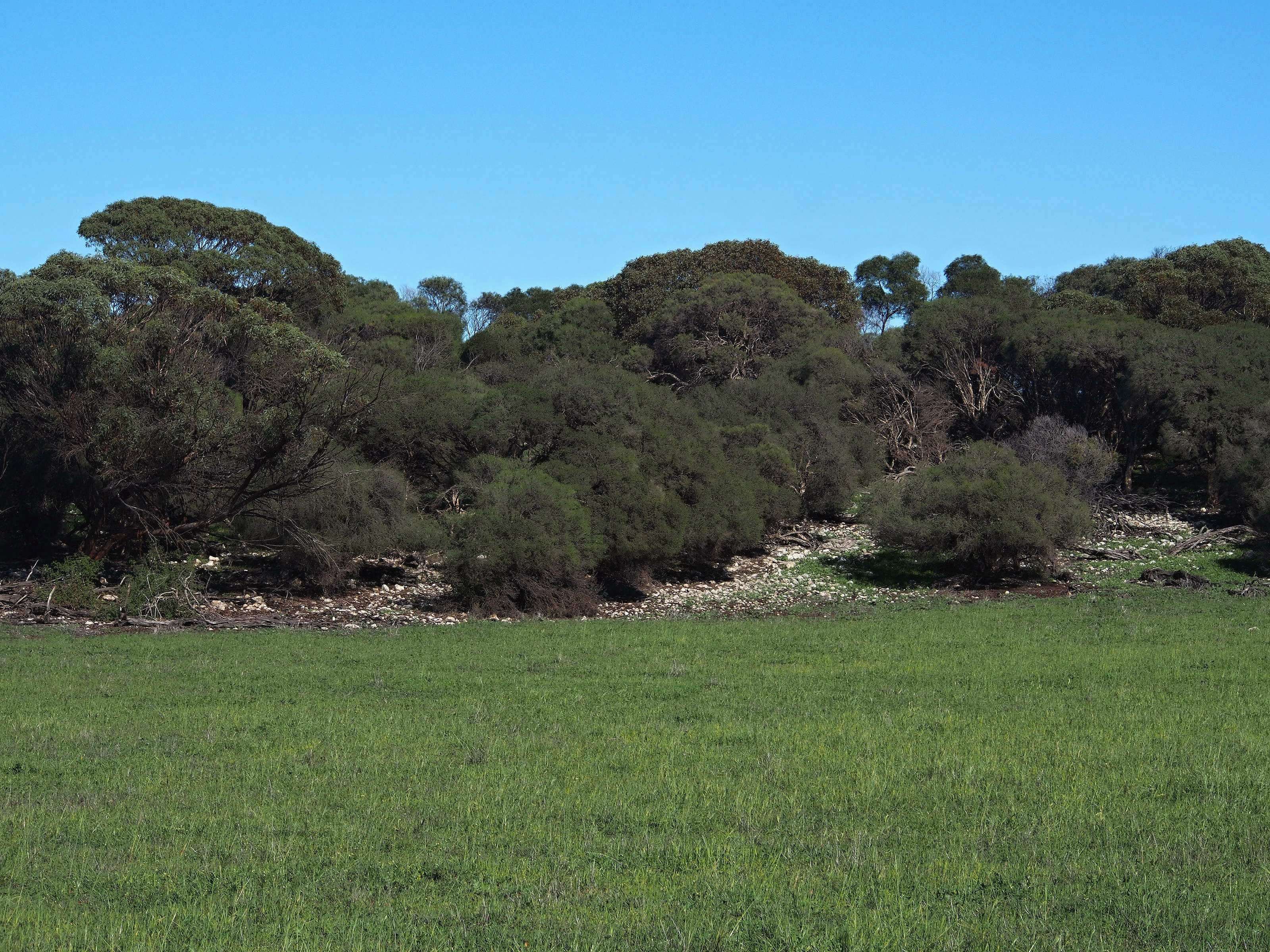 GAIA: Camping Tranquillity