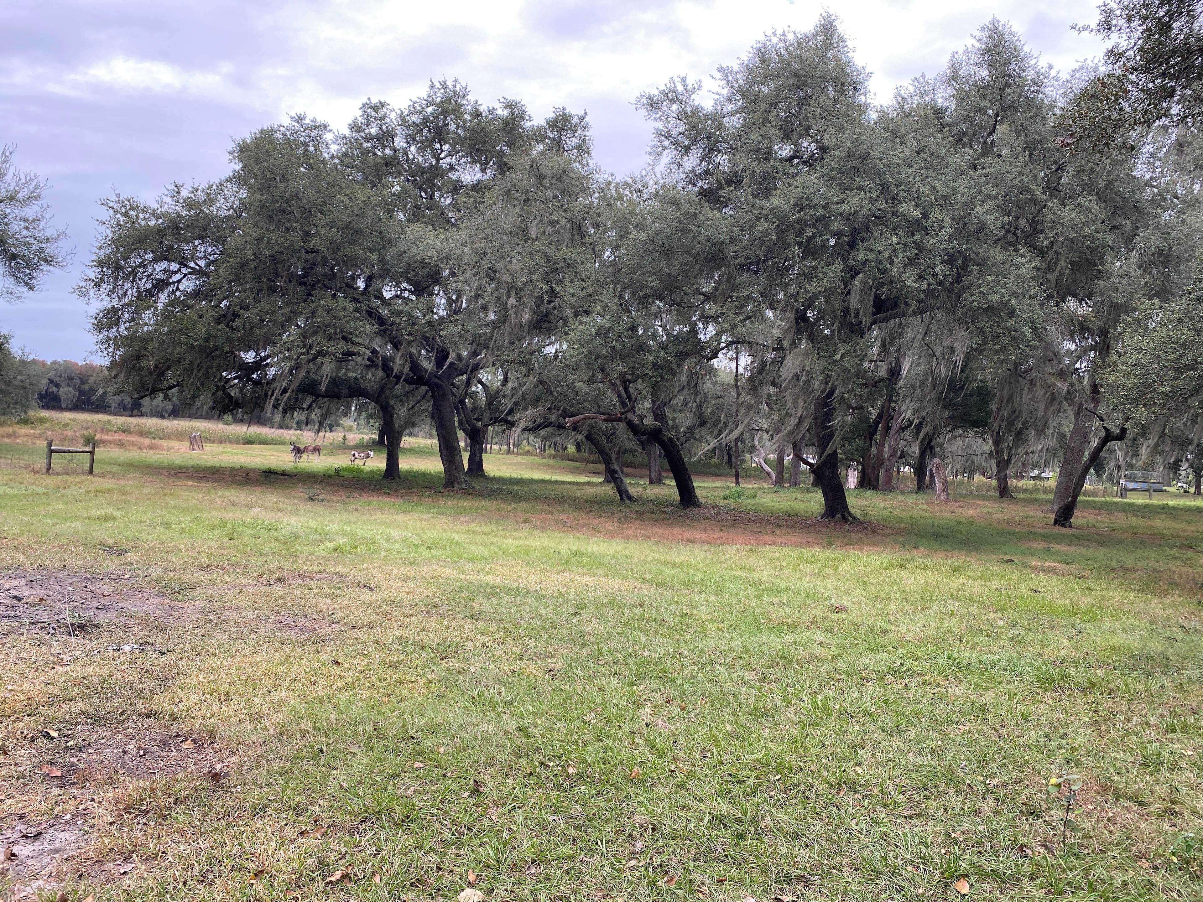 Trenchgoat farm