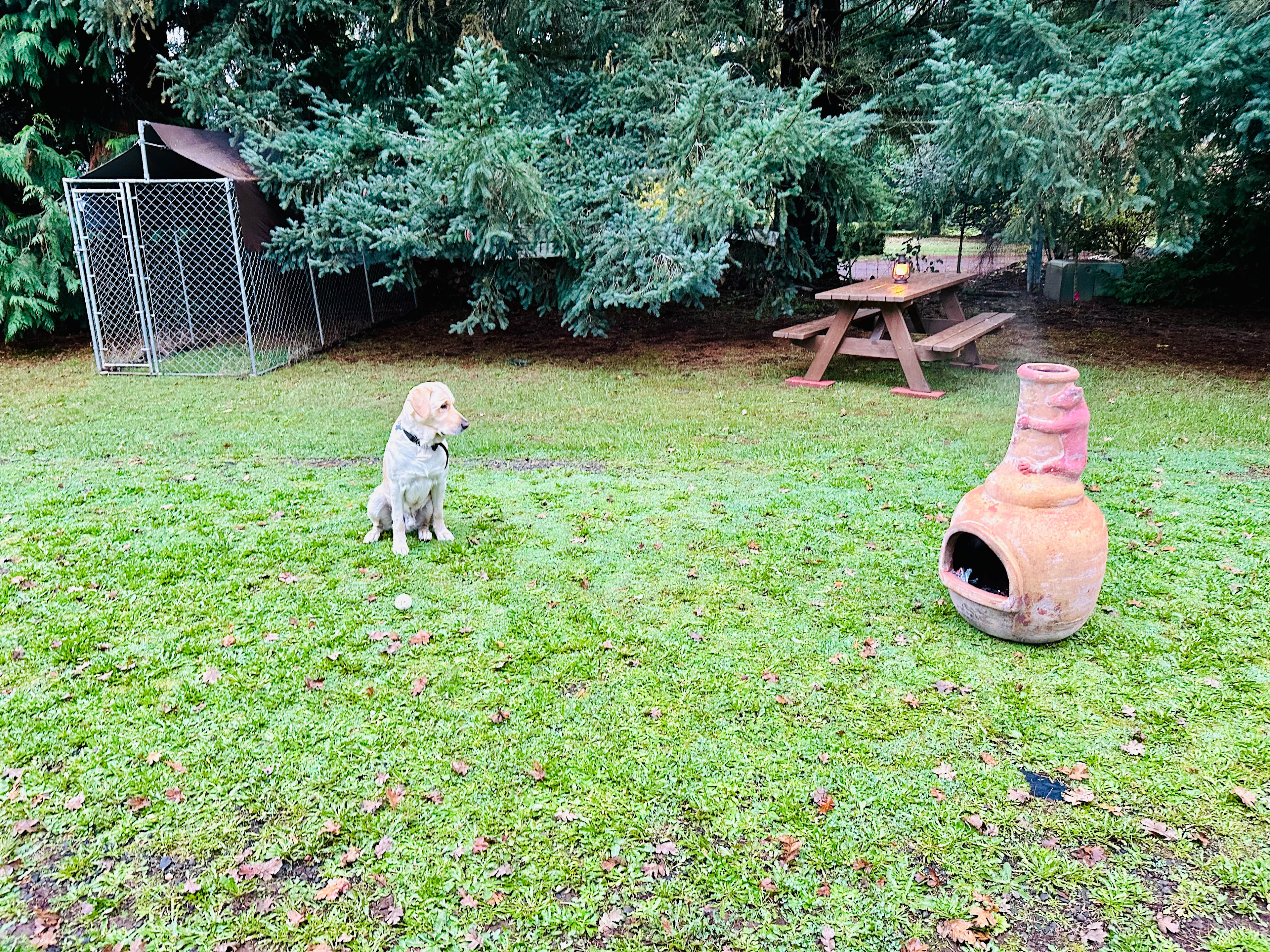 Level campsite shaded by evergreens. Dog kennel, picnic table, chiminea (firewood incl), power cord. Grass is 30' x 45', paved parking is 15' x 45'.