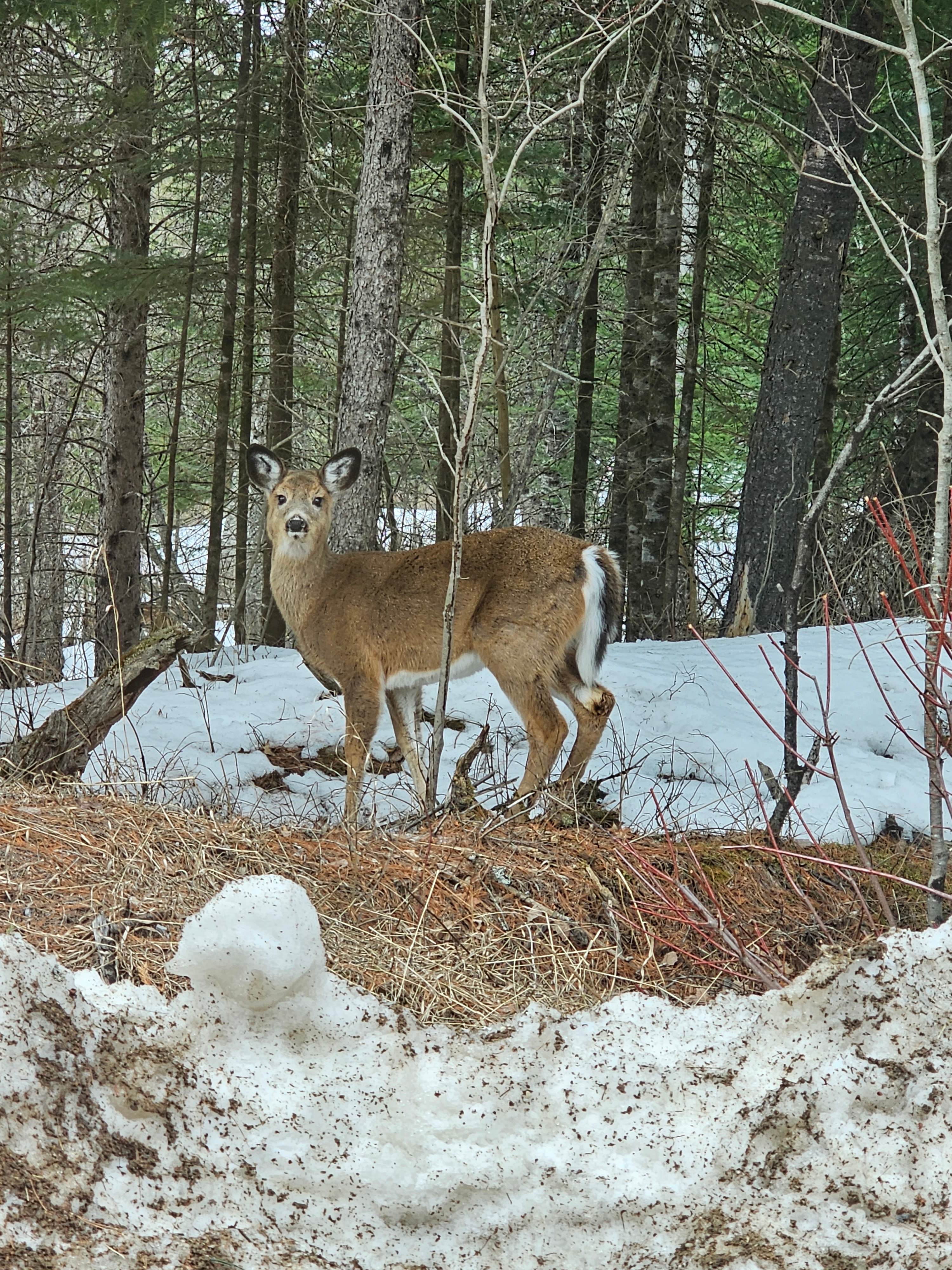 Pedja’s Tree House