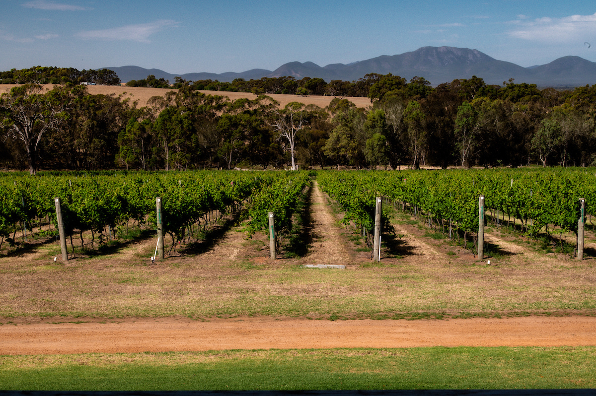 Homestead vineyard views