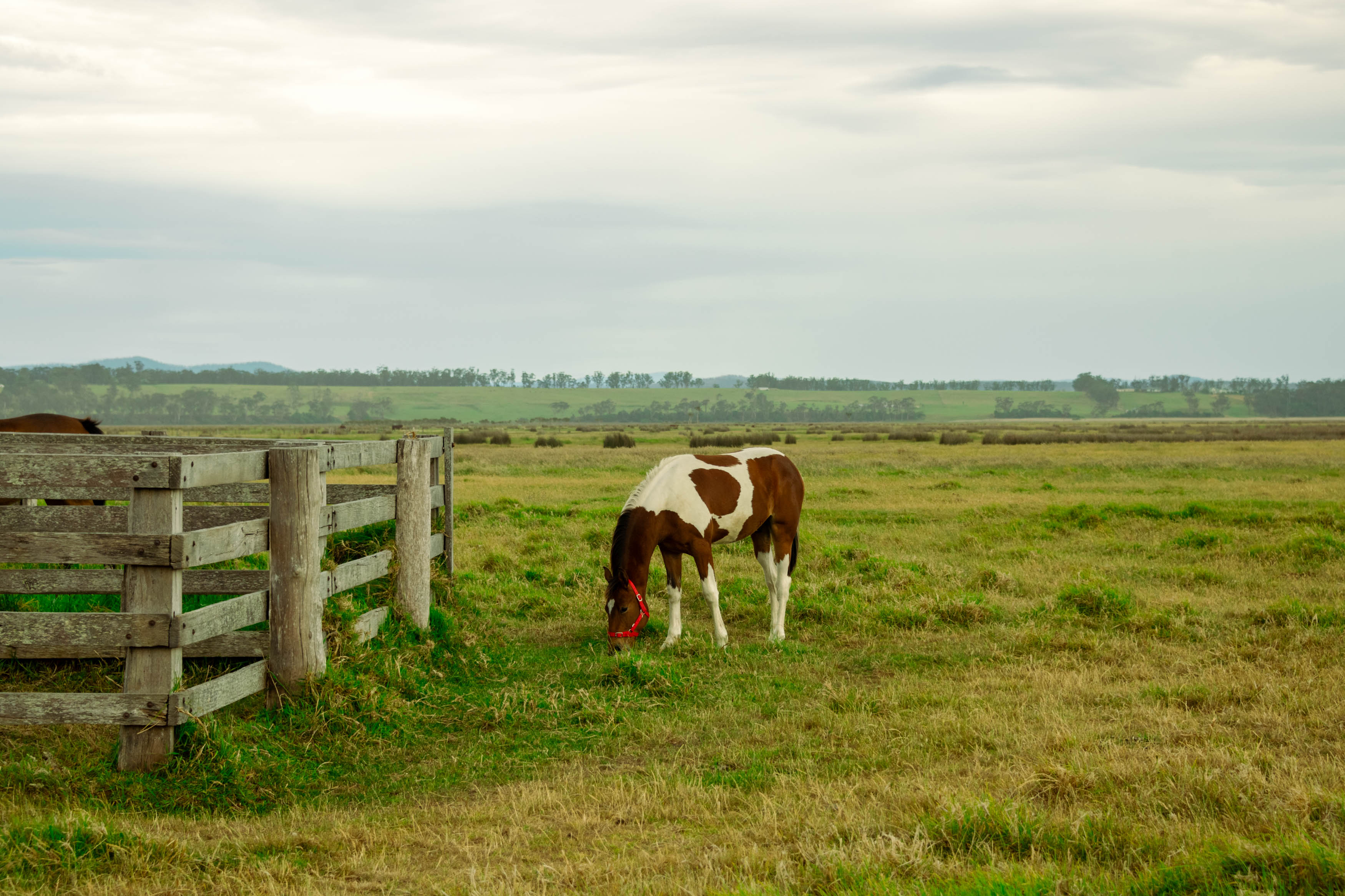 Beautiful spotted horse grazing the the paddock next to the campsite