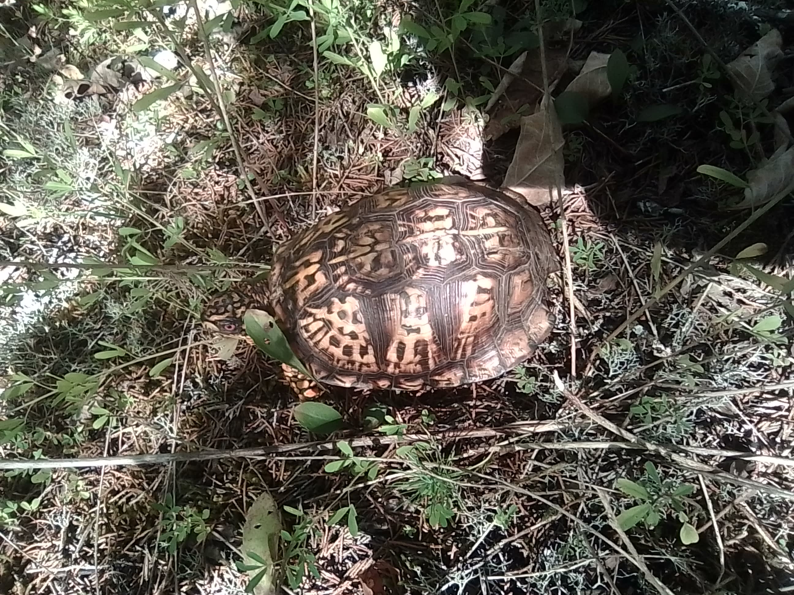 I have seen several turtles here. Have several shells.