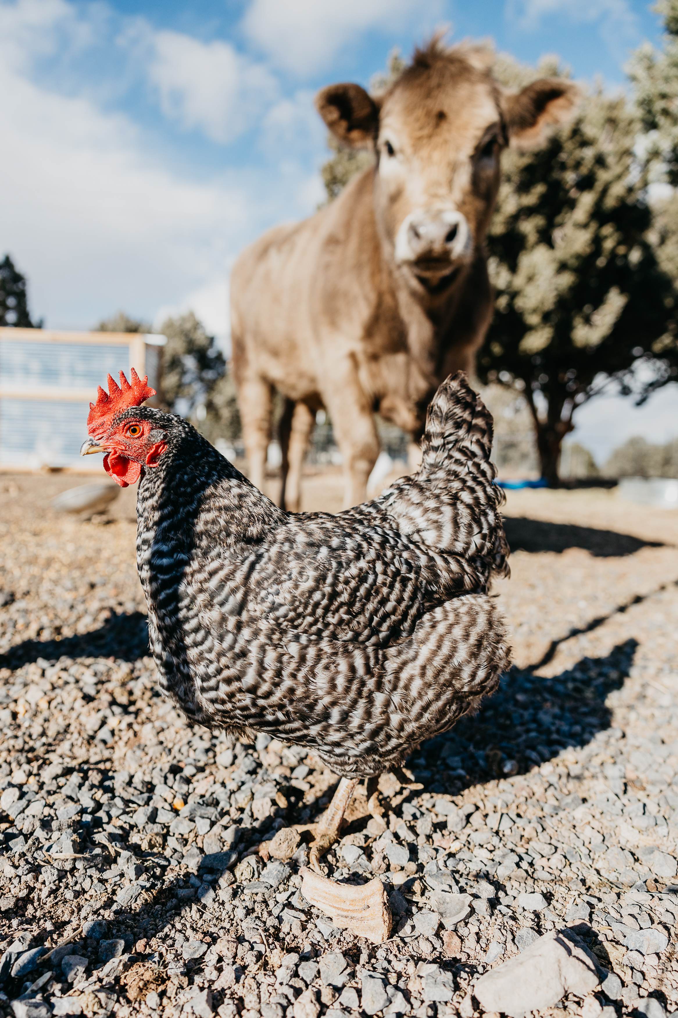 Lots of friendly chickens on the property as well. 