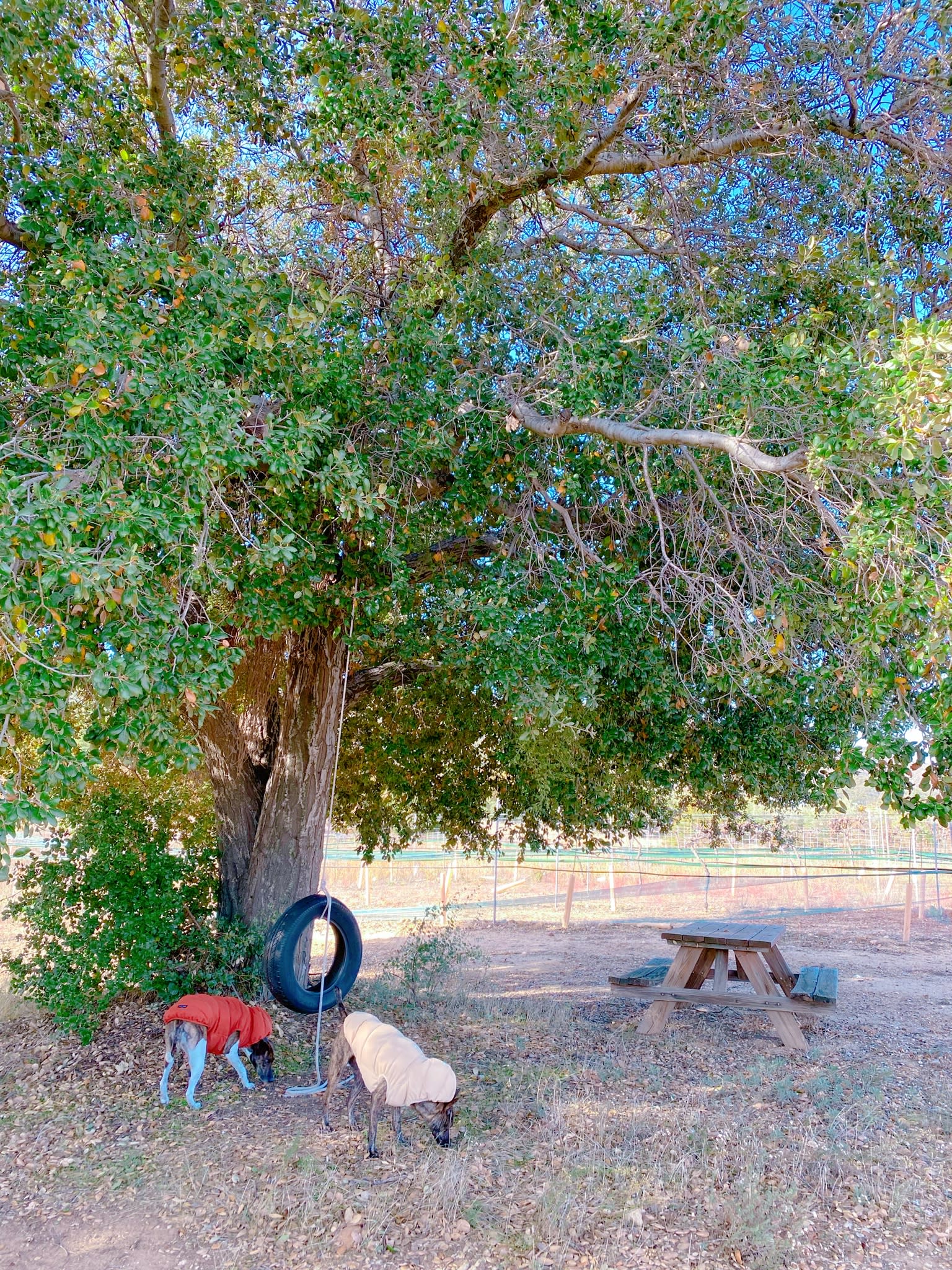 Rancho Esquandolas