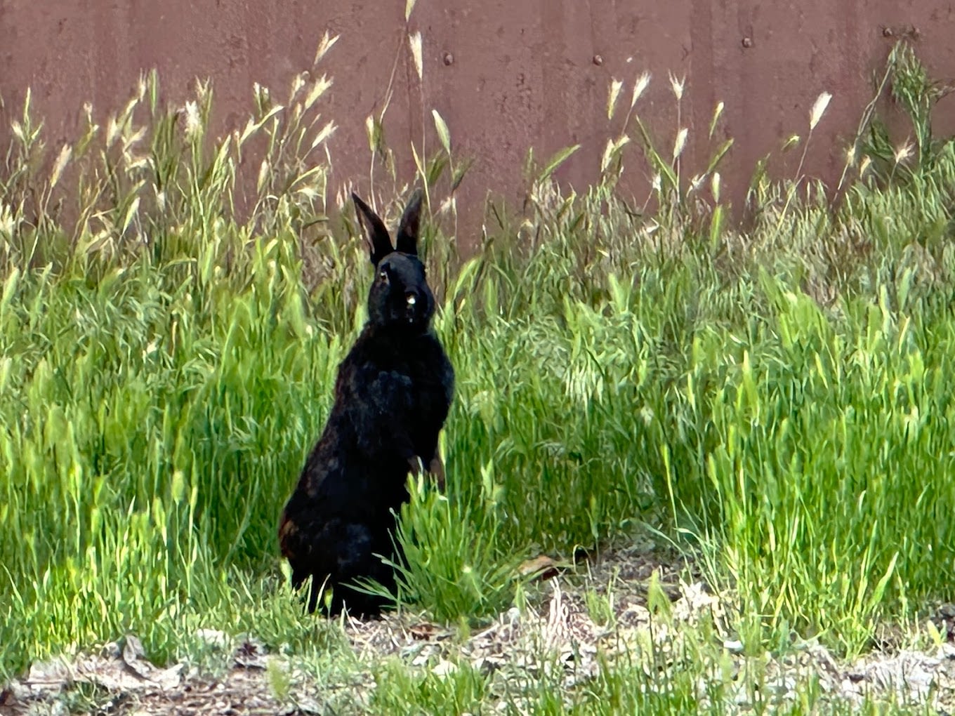 Black Rabbit RV Park