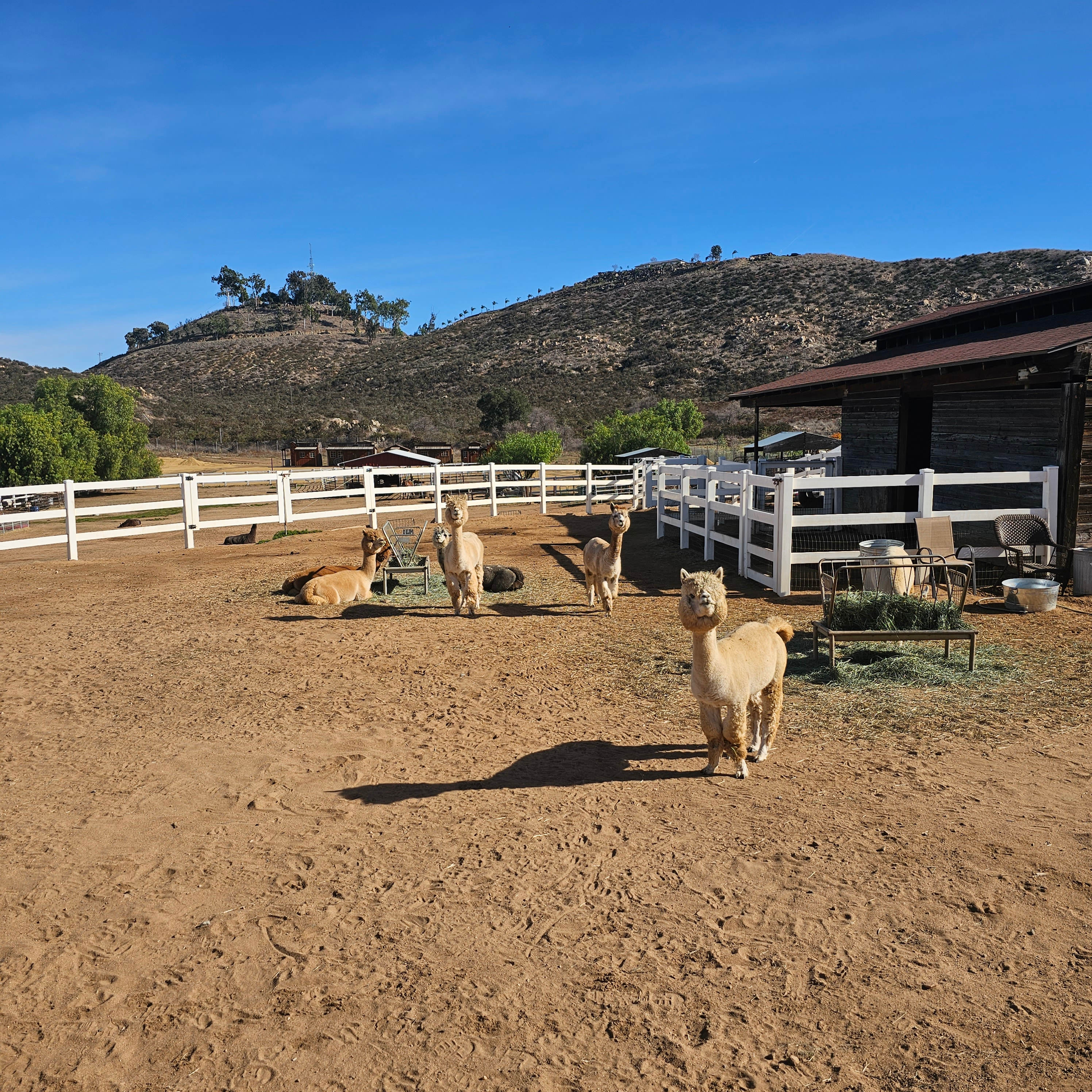 Royal Diamond Alpaca Ranch