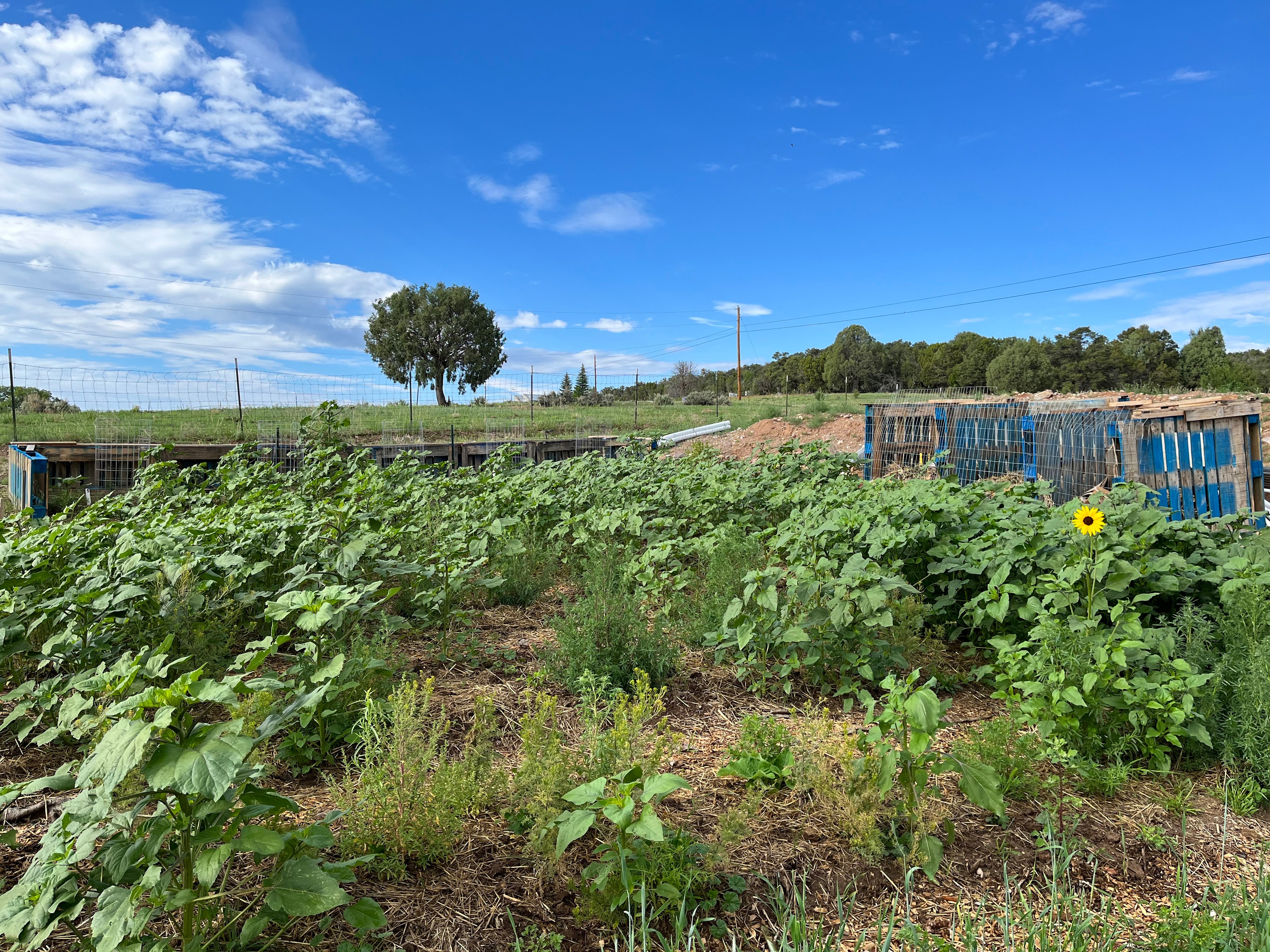 Groundation Farms