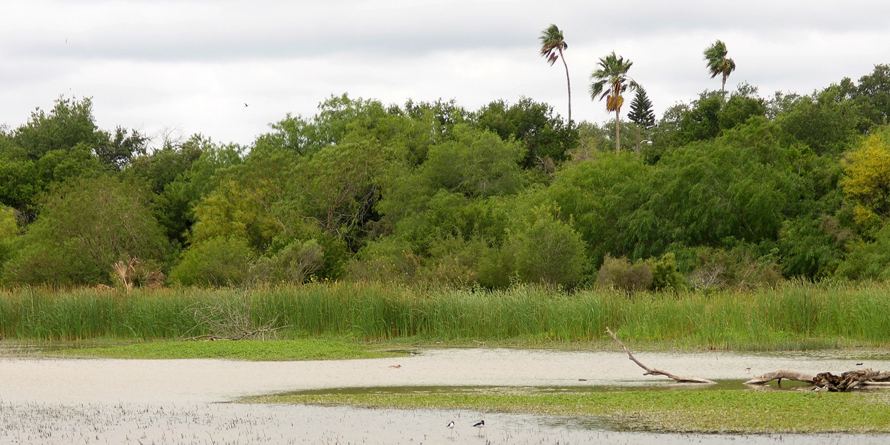 Estero Llano Grande State Park