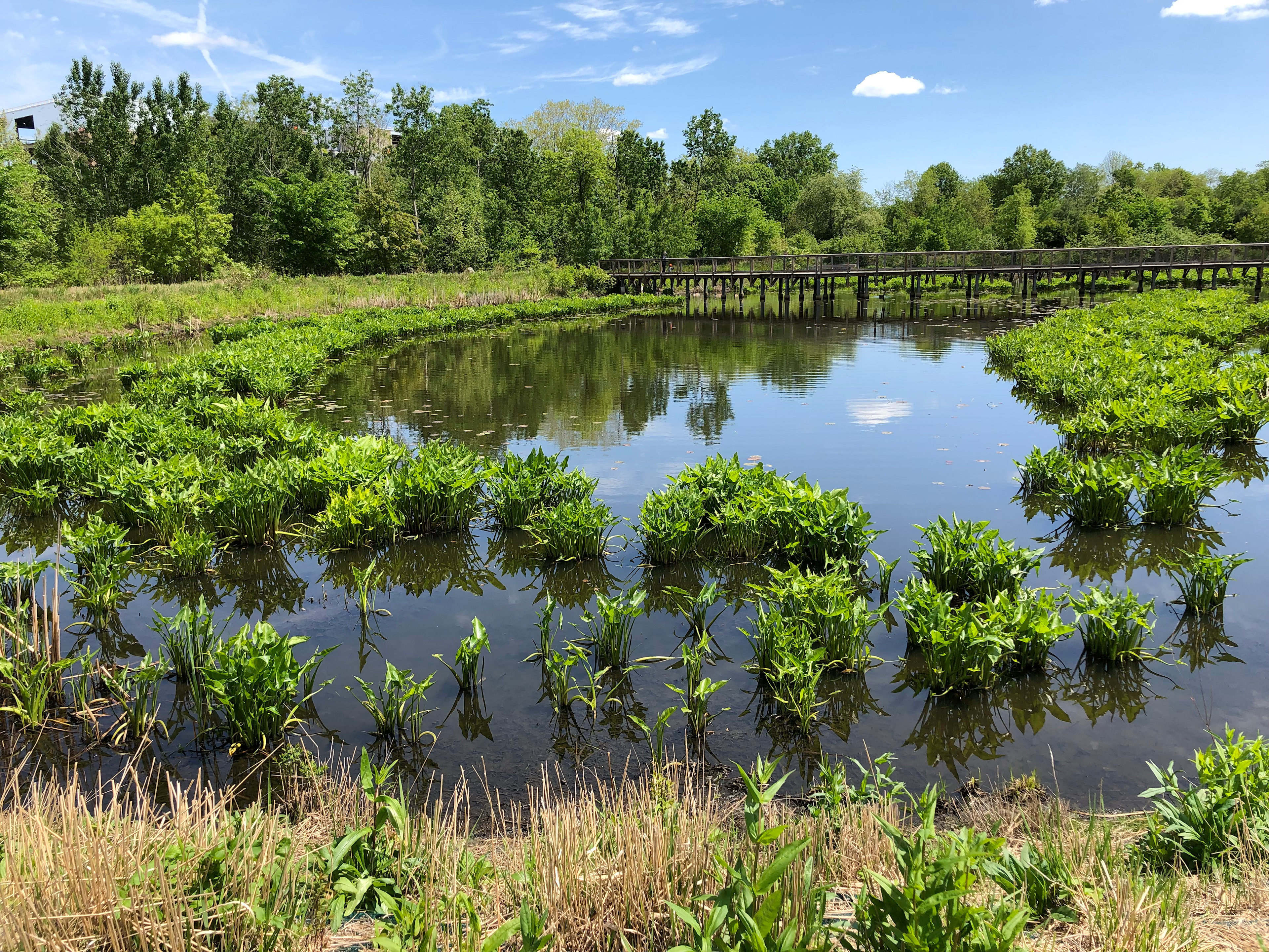 Alewife Brook Reservation