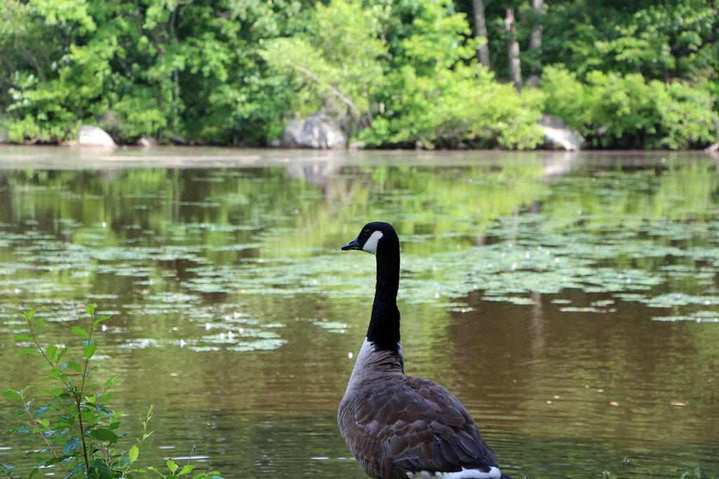 Beaver Brook Reservation