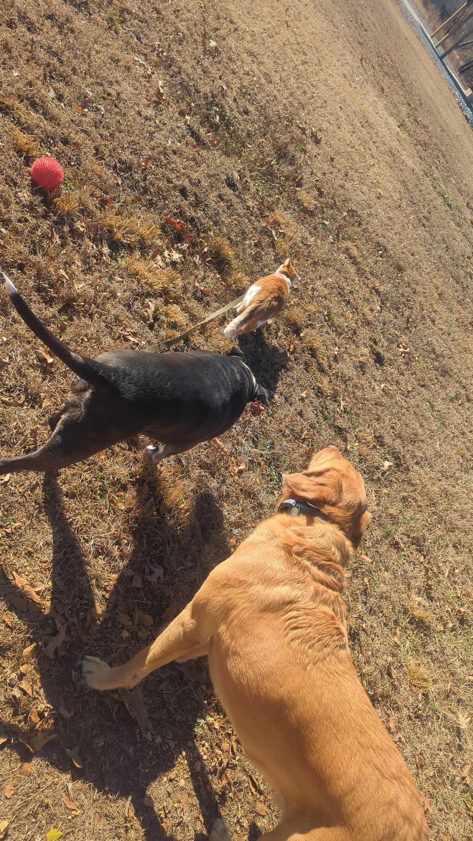 White Oak Lakefront lot