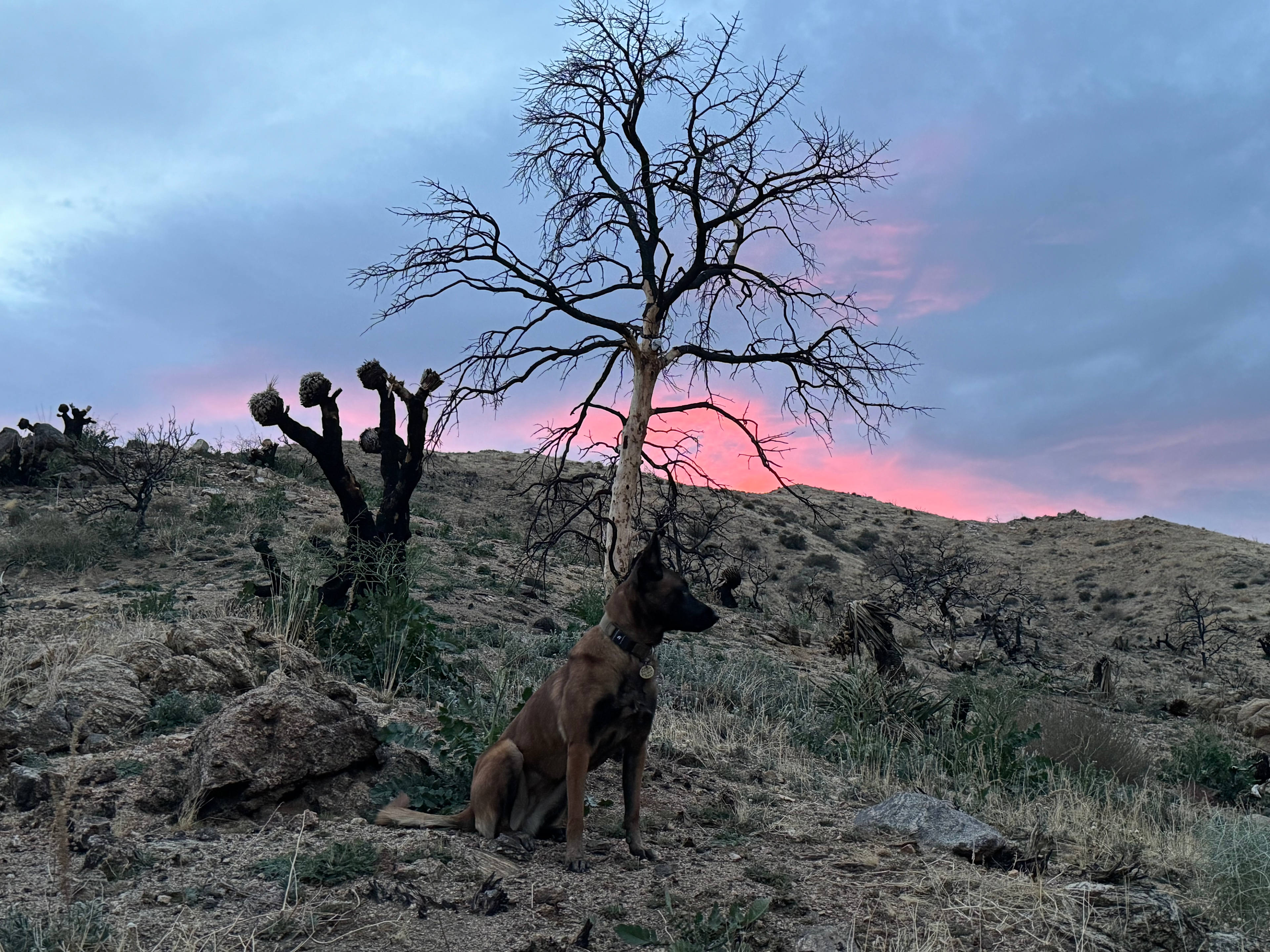 Tipi Canyon, Joshua Tree Nat’l Park